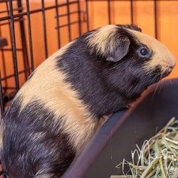Enlarge Kaluah, a Adoptable Guinea Pig in Brockton, MA image 1/2