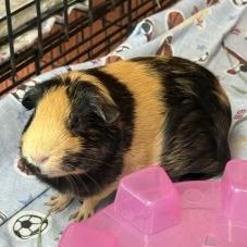Enlarge Kaluah, a Adoptable Guinea Pig in Brockton, MA image 2/2