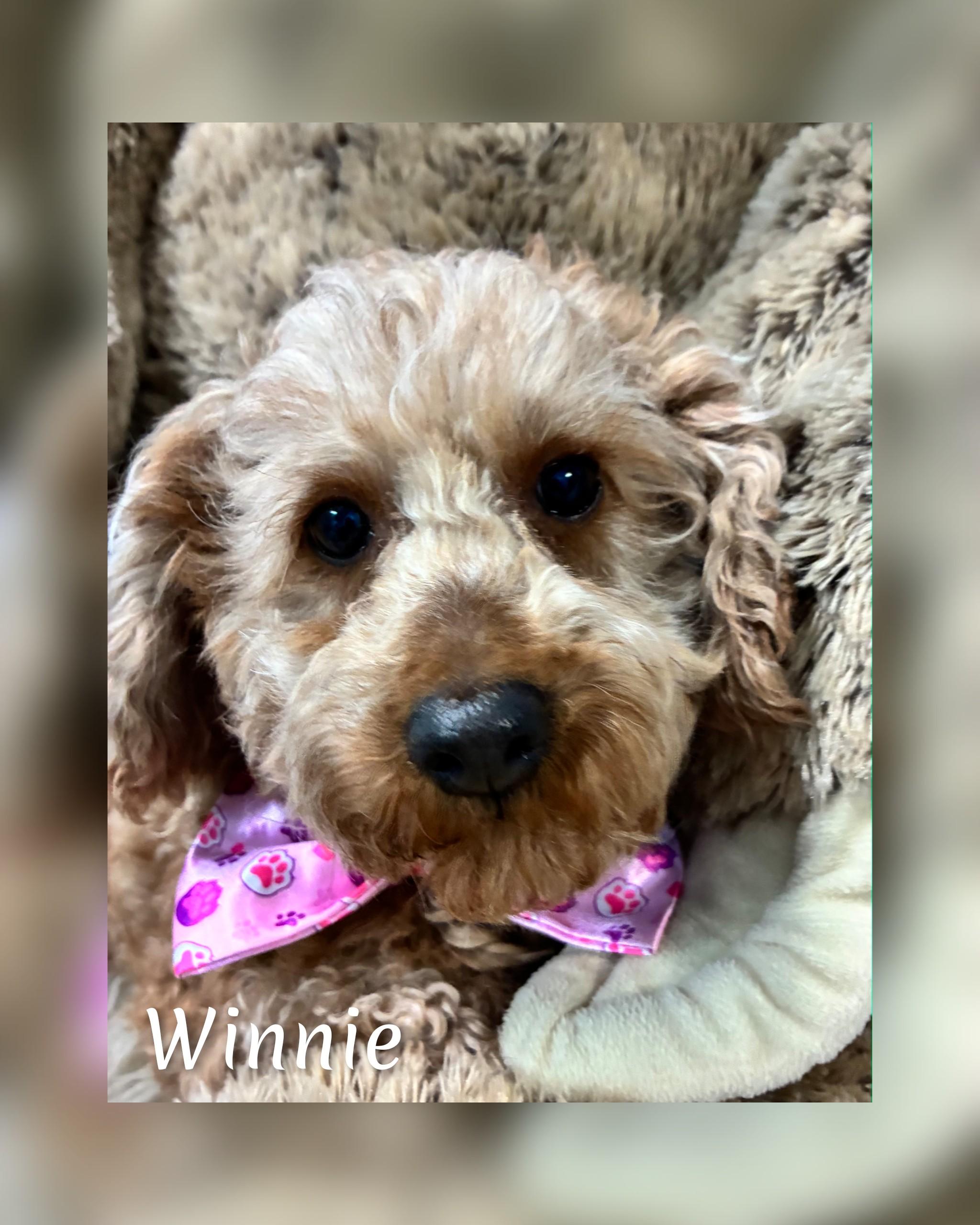 Enlarge Winnie, an adopted Goldendoodle in Fredericksburg, VA image 3/6