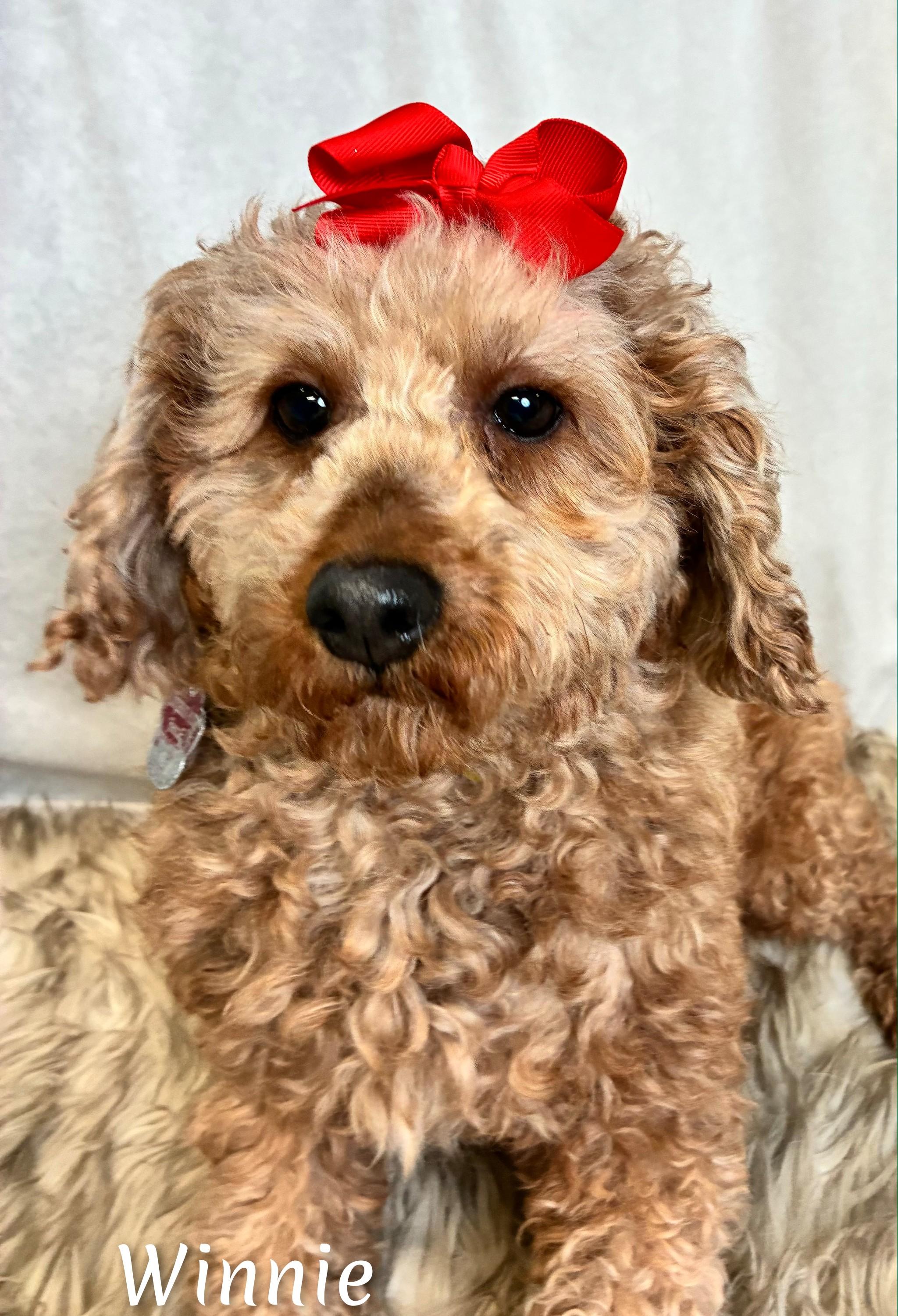 Winnie, adopted, Adult Female Goldendoodle.