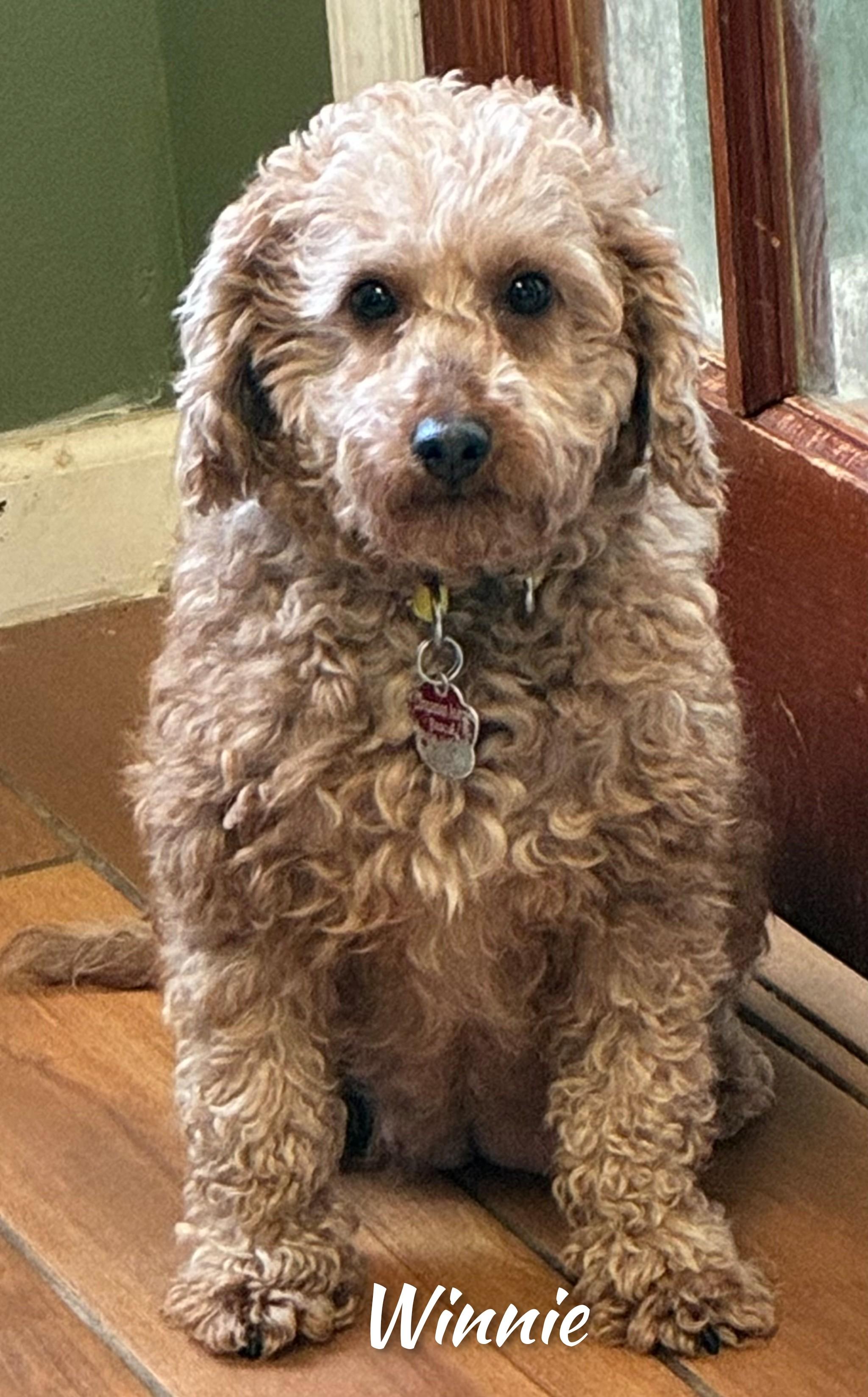 Enlarge Winnie, an adopted Goldendoodle in Fredericksburg, VA image 5/6