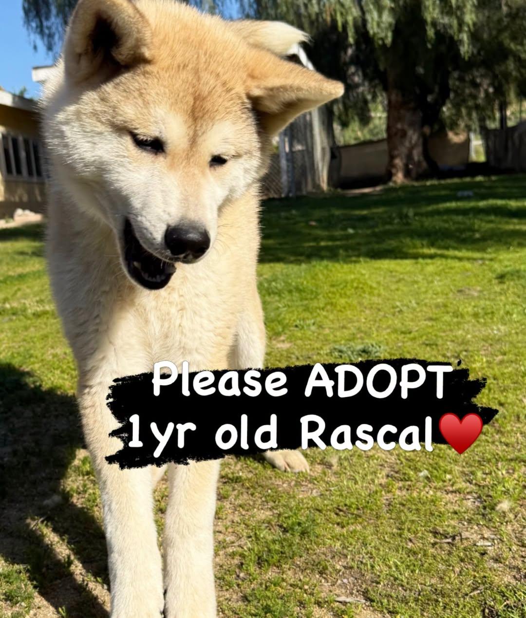 Enlarge Rascal - PUPPY, a Adoptable Akita in Romoland, CA image 1/1
