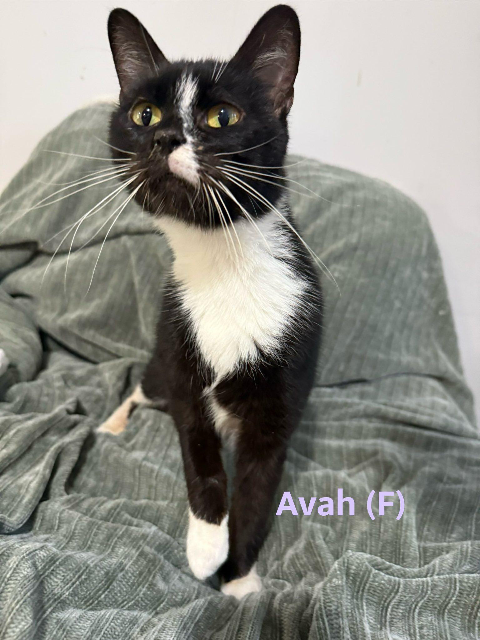 Avah, Adoptable, Kitten Female Domestic Short Hair.