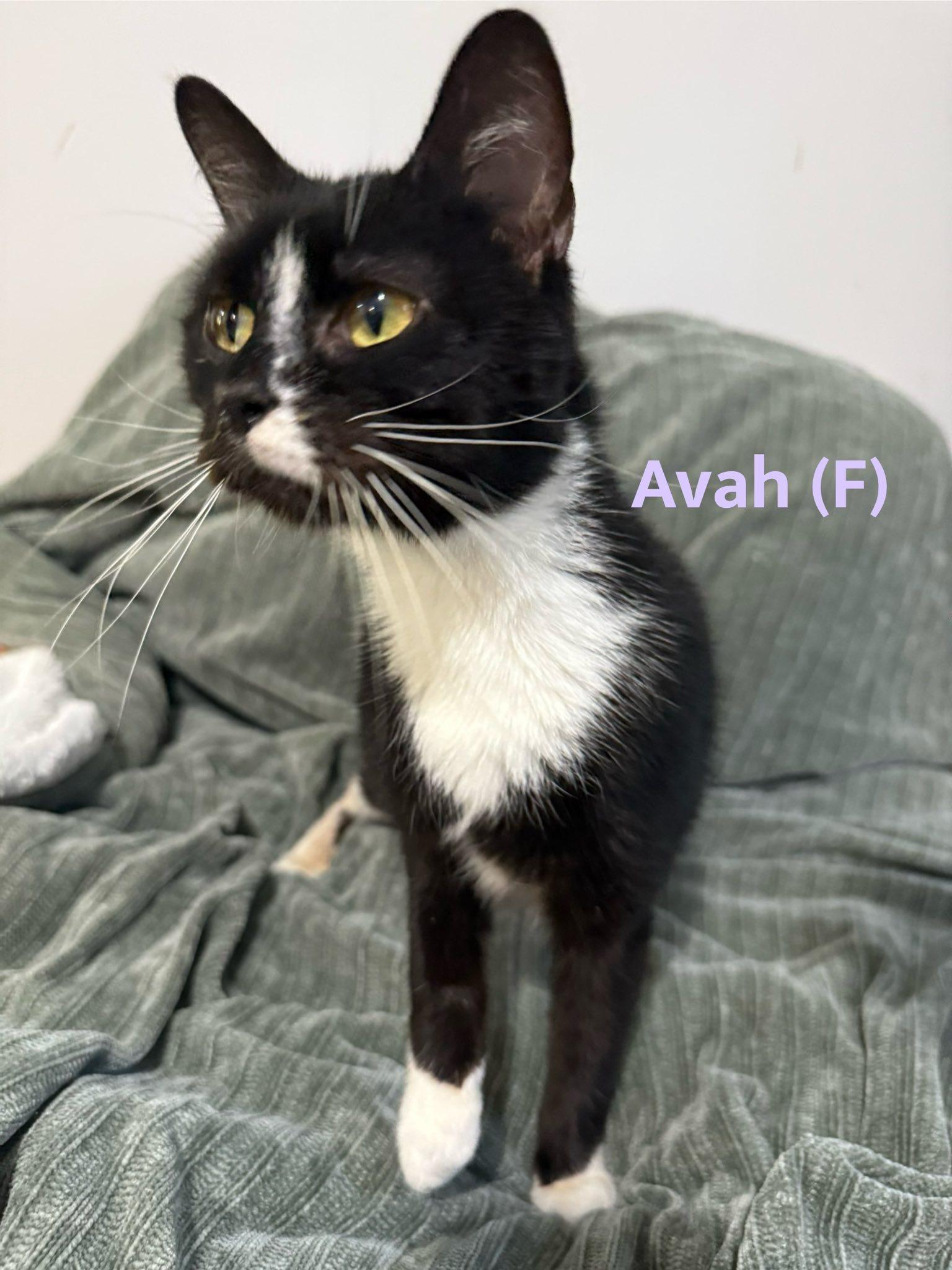 Enlarge Avah, a Adoptable Domestic Short Hair in Clarksville, TN image 2/5