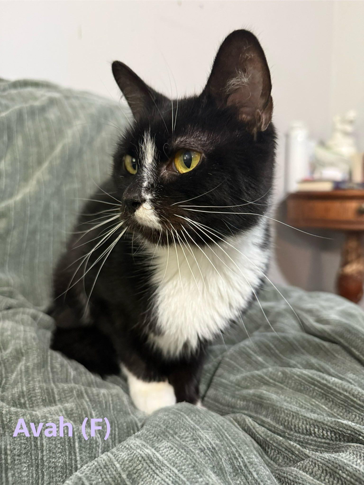 Enlarge Avah, a Adoptable Domestic Short Hair in Clarksville, TN image 3/5