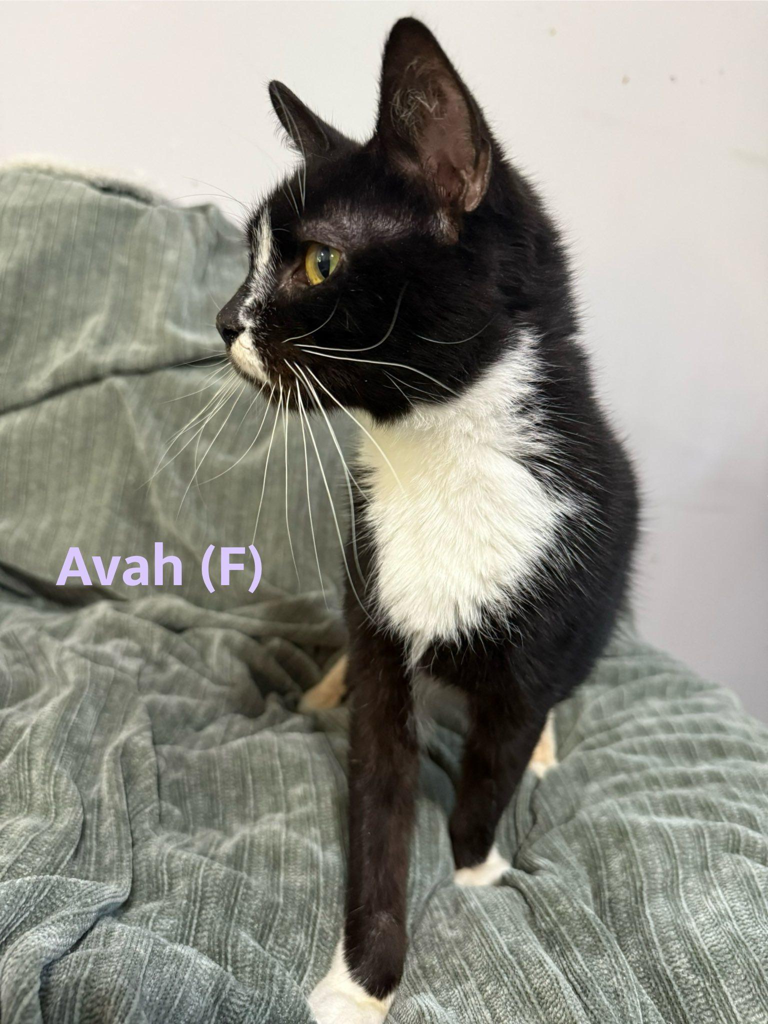 Enlarge Avah, a Adoptable Domestic Short Hair in Clarksville, TN image 4/5