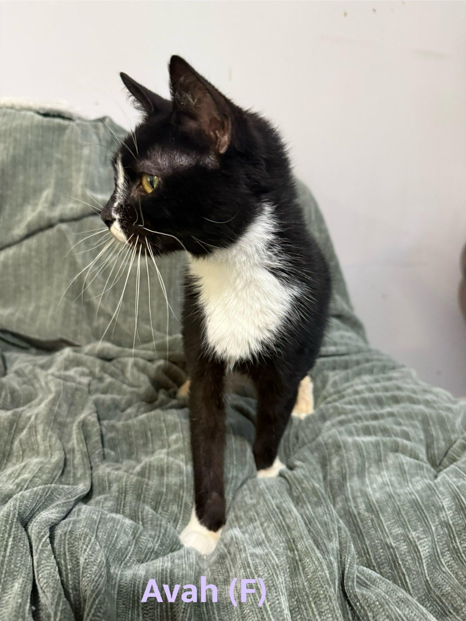 Enlarge Avah, a Adoptable Domestic Short Hair in Clarksville, TN image 5/5