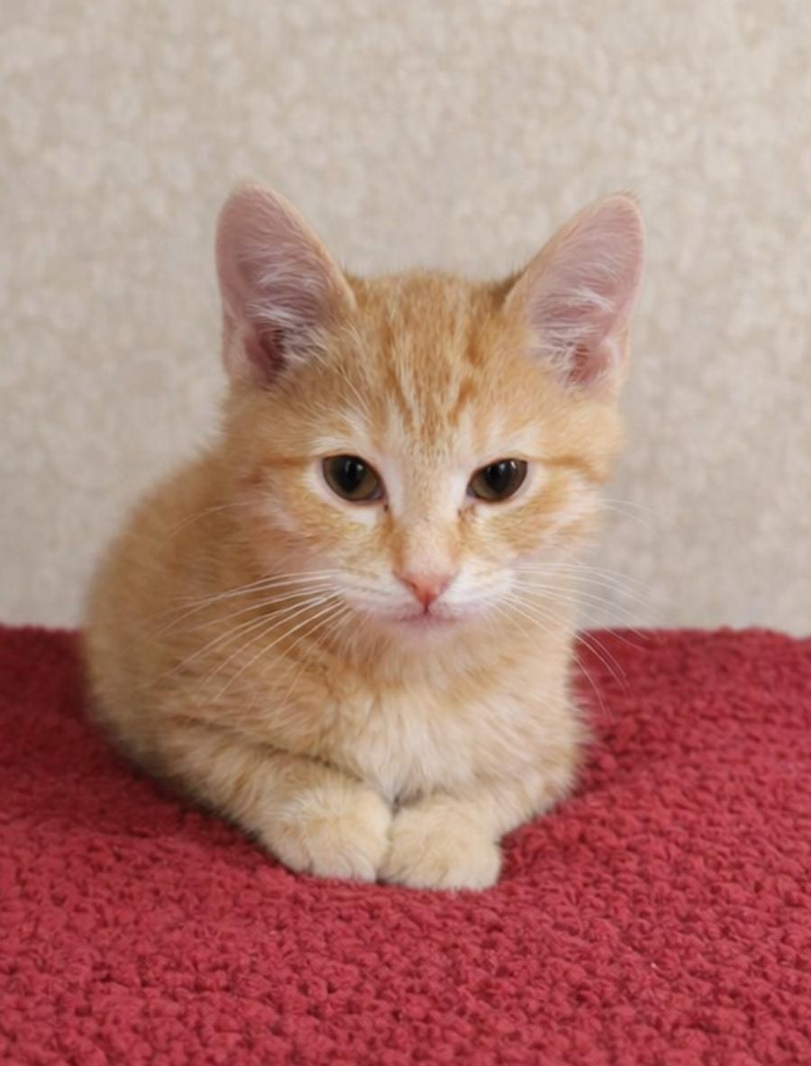 Kitten U-Turn, Adopted, Kitten Male Domestic Short Hair.