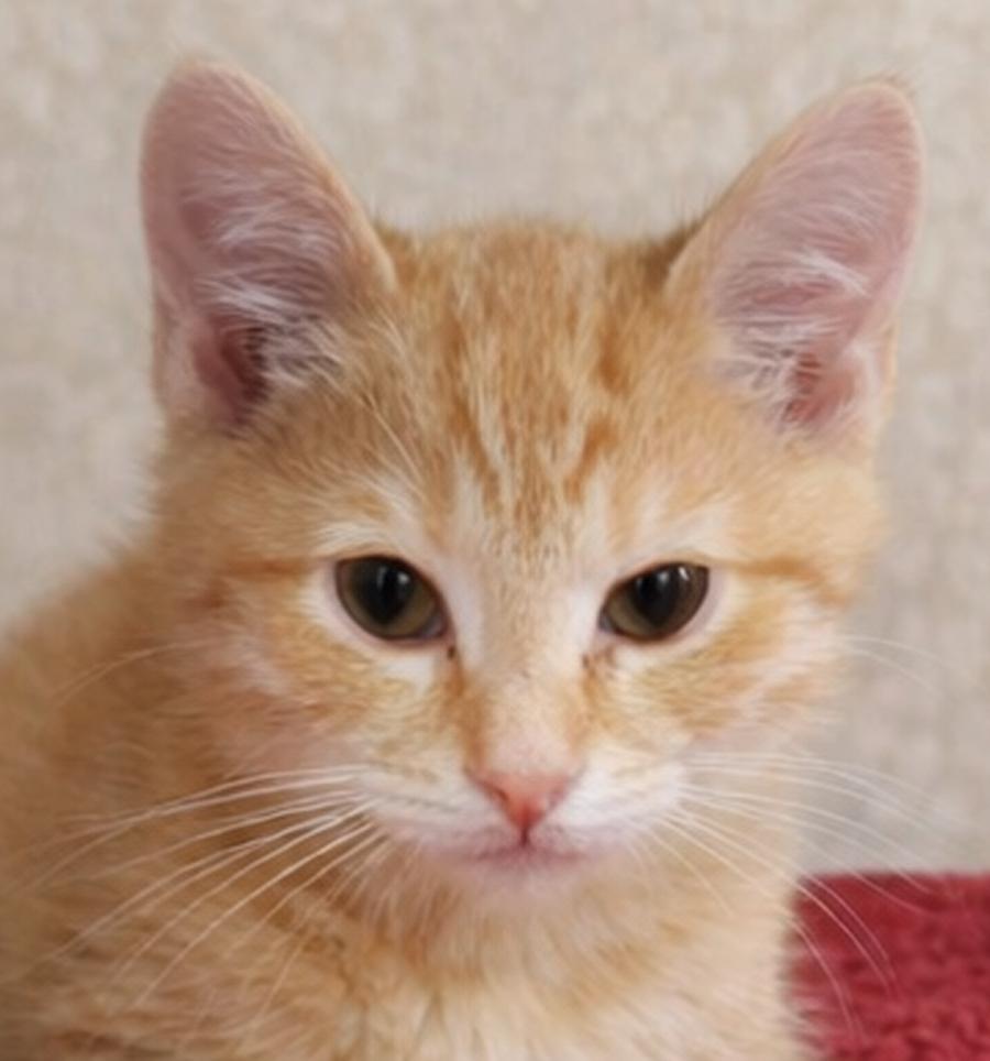 Enlarge Kitten U-Turn, a Adopted Domestic Short Hair in Cuyahoga Falls, OH image 2/3
