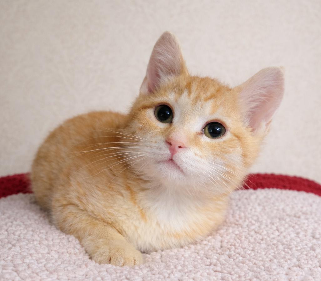 Enlarge Kitten U-Turn, a Adopted Domestic Short Hair in Cuyahoga Falls, OH image 3/3
