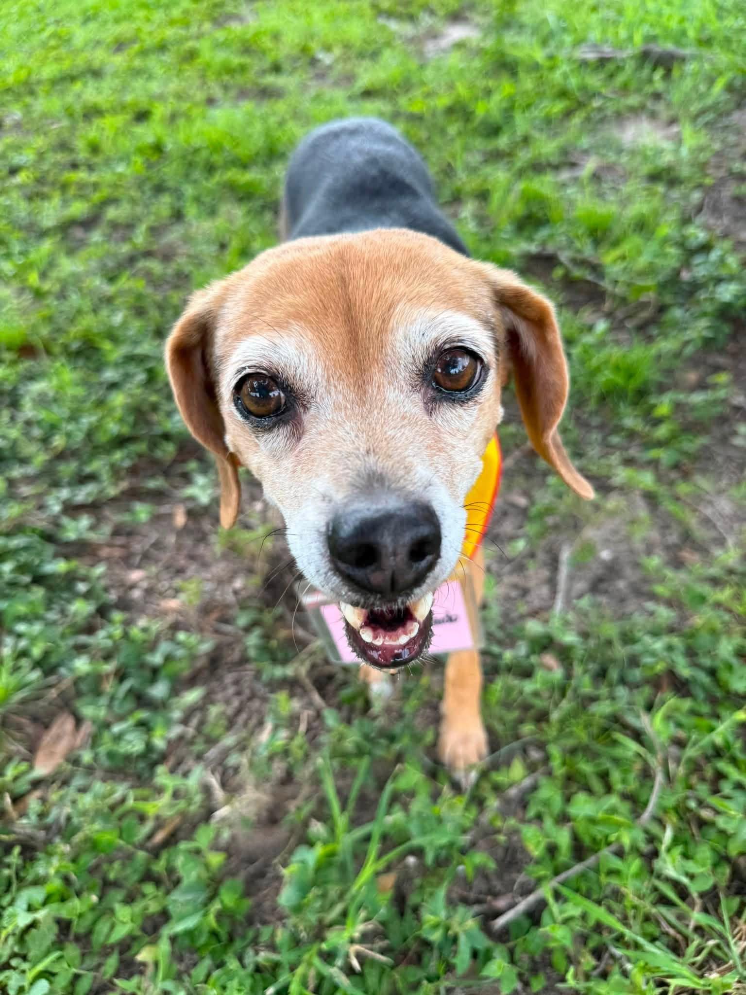 Enlarge Lucy Ricardo, a Adopted Beagle in Tampa, FL image 2/3