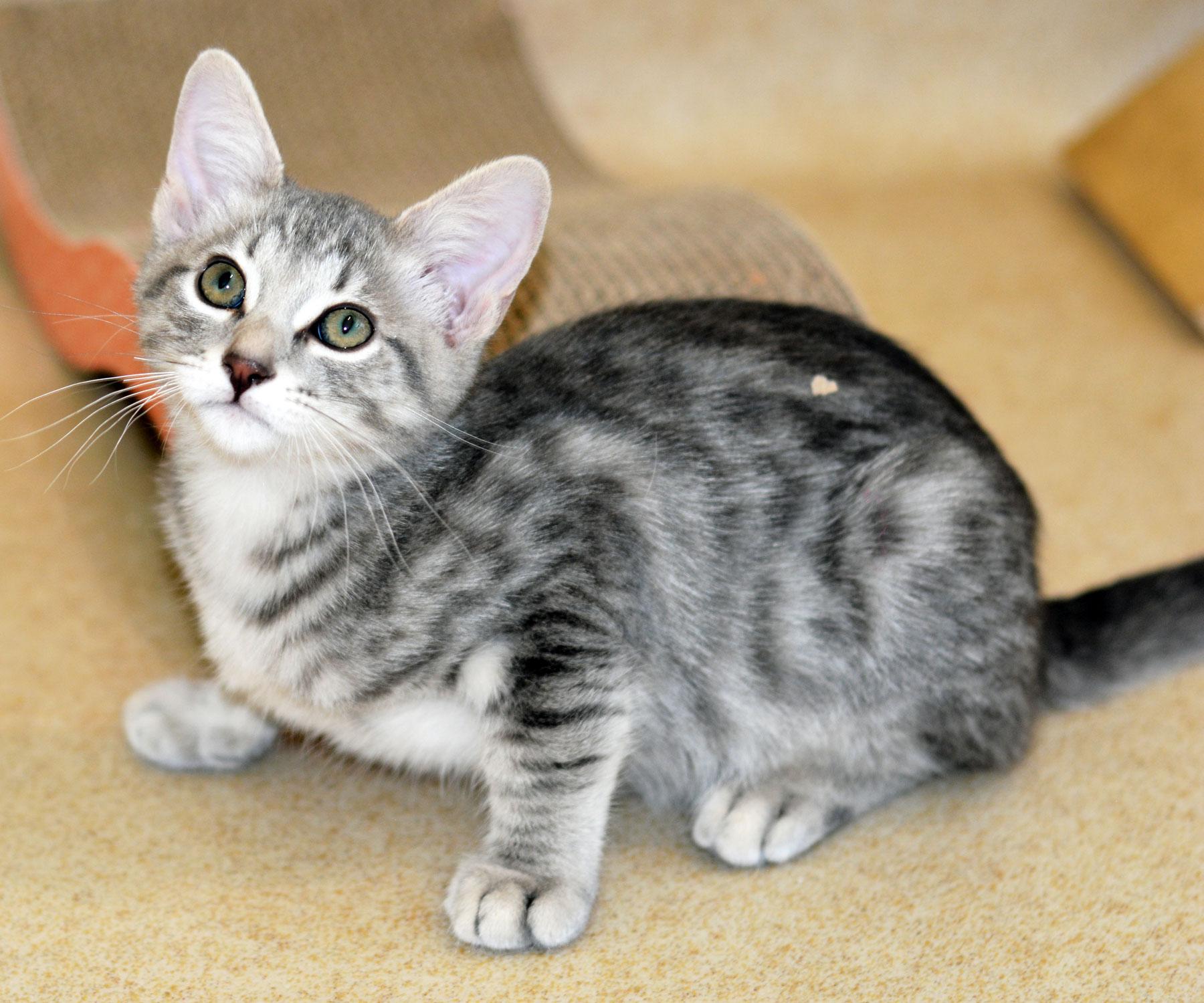 Enlarge SGT. TIBBS, an adopted Tabby in San Clemente, CA image 2/2
