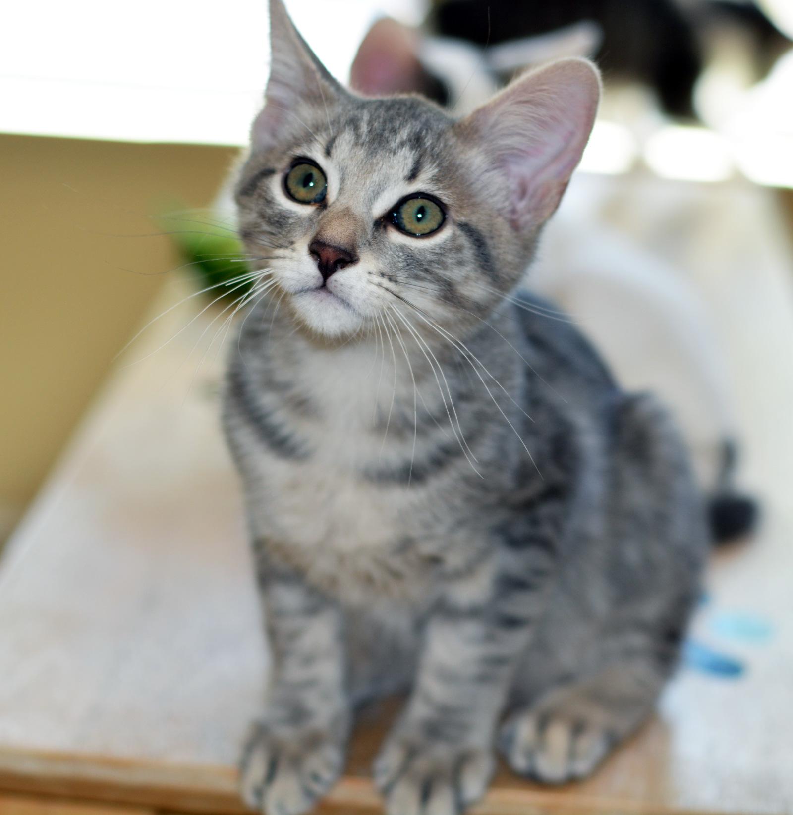 SGT. TIBBS, adopted, Kitten Male Tabby.