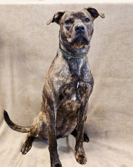 CASSIDY, Adoptable, Young Female Pit Bull Terrier & Mixed Breed.