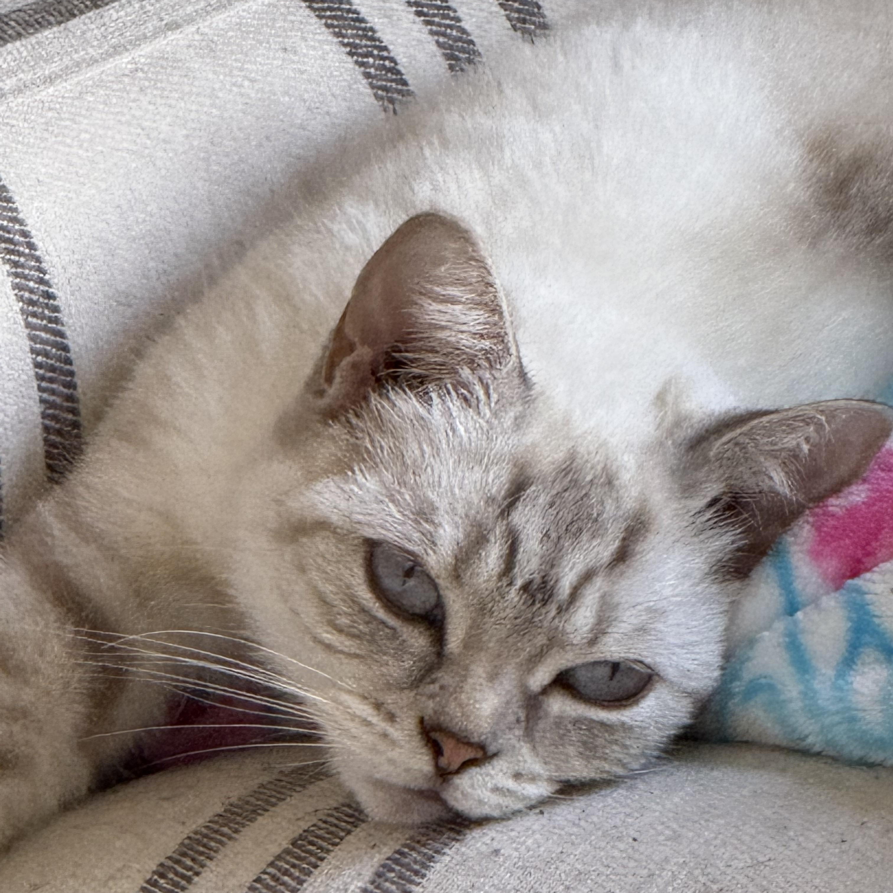 Daisy, Adult Female British Shorthair