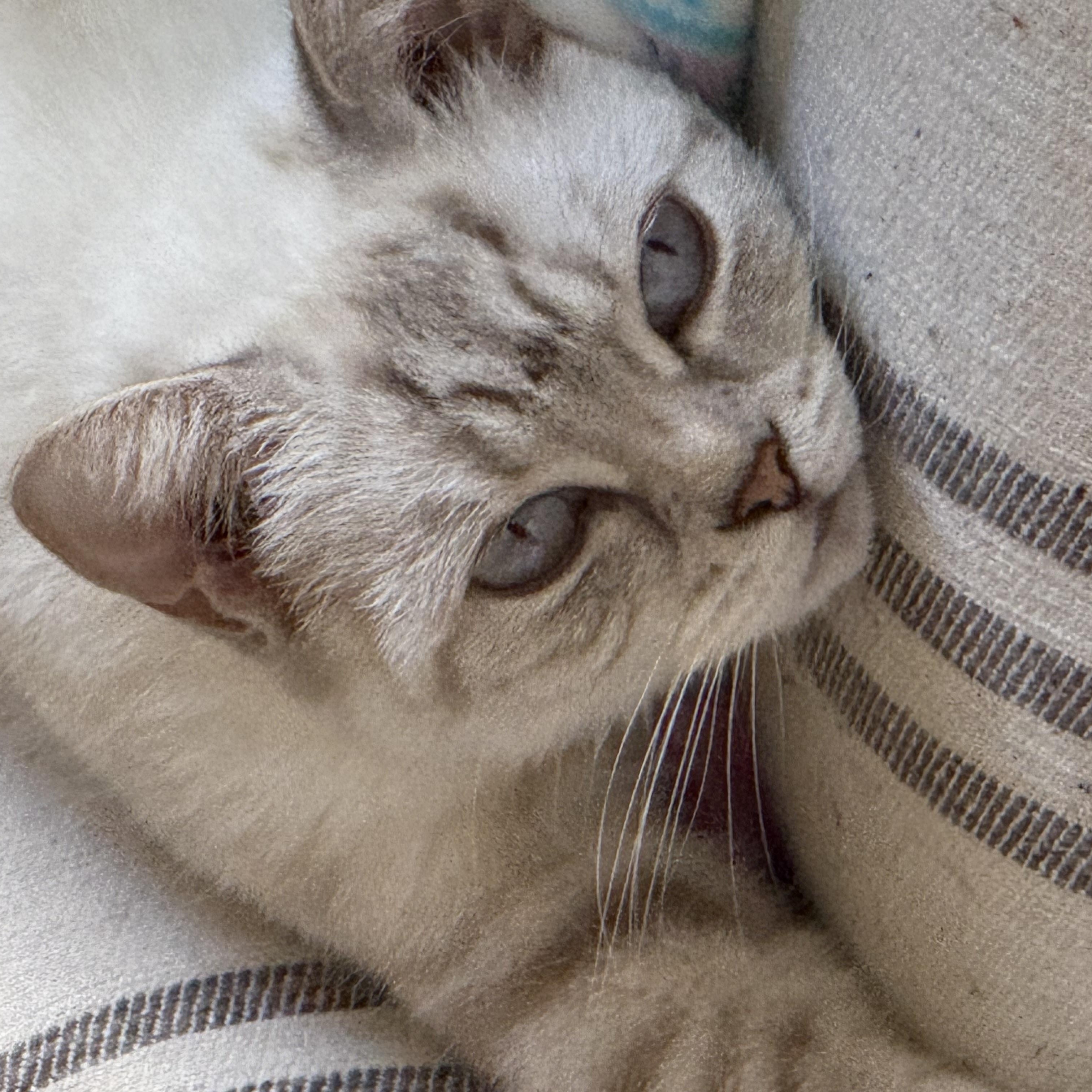 Daisy photo 2