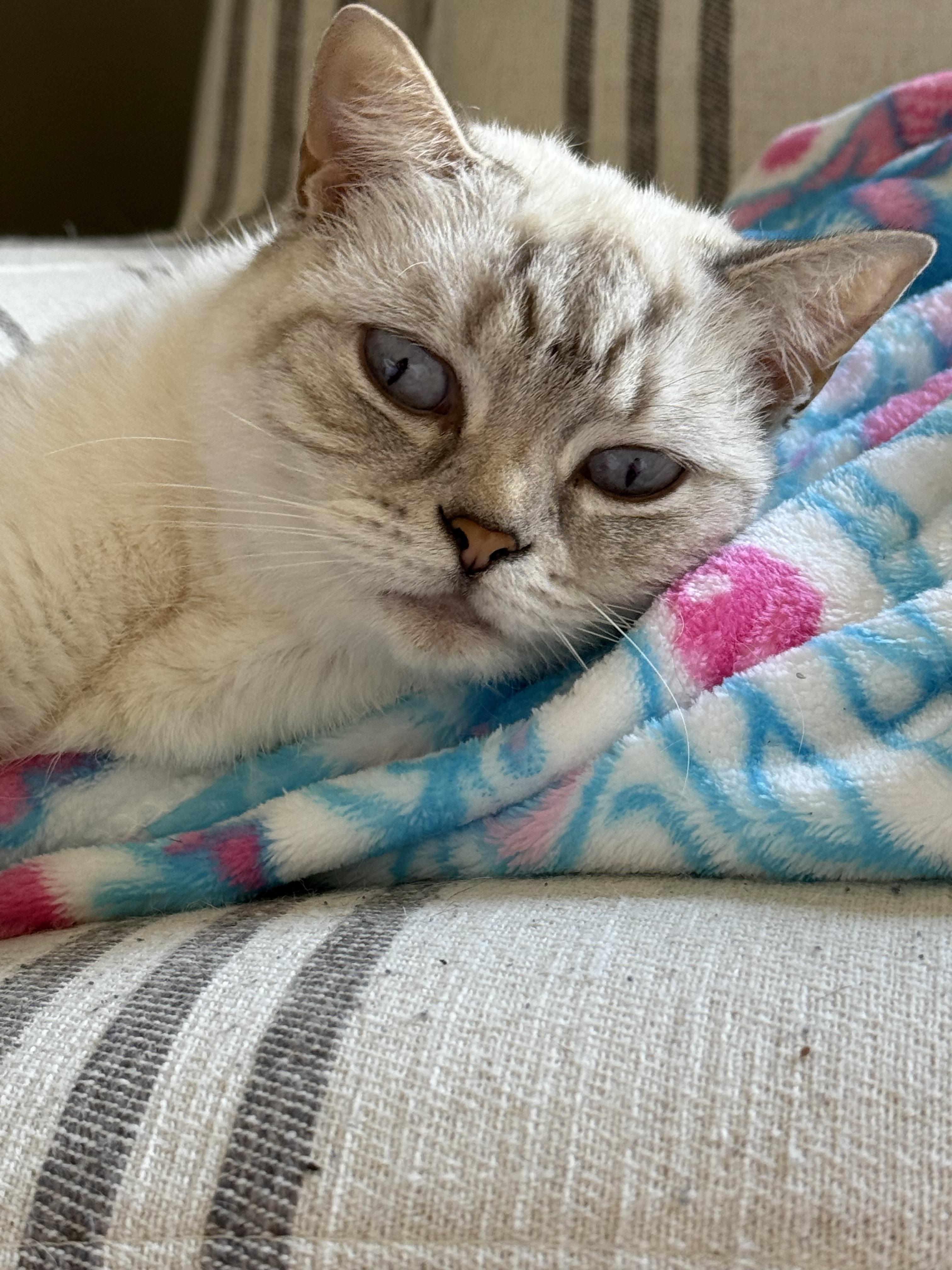 Daisy photo 4