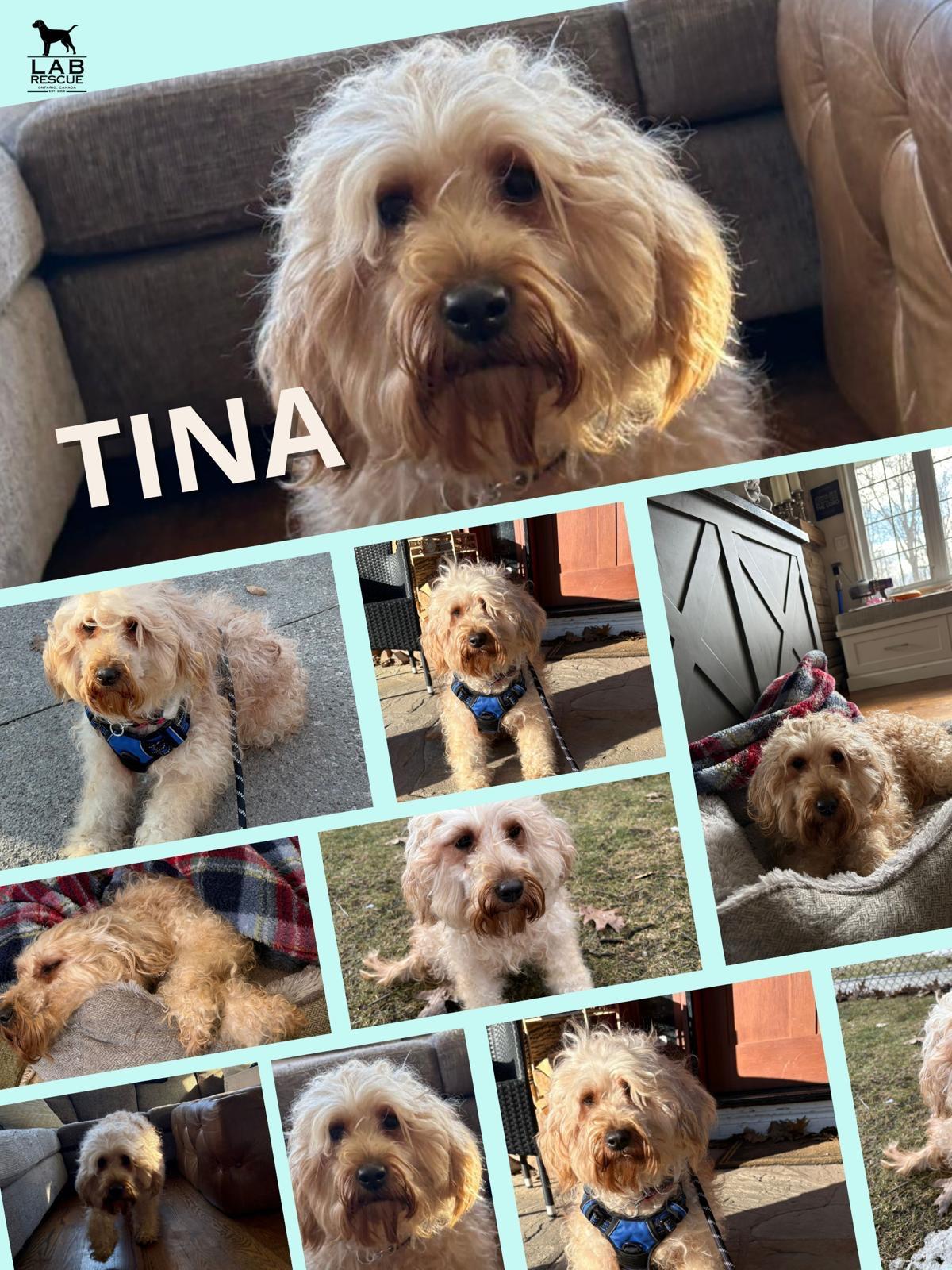Tina , an adopted mixed breed in Oakville, ON image 1/6