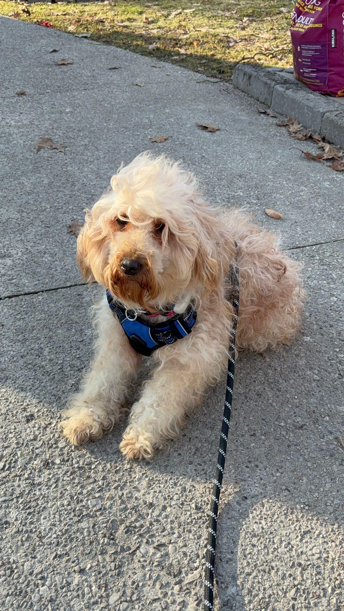Tina , an adopted mixed breed in Oakville, ON image 4/6