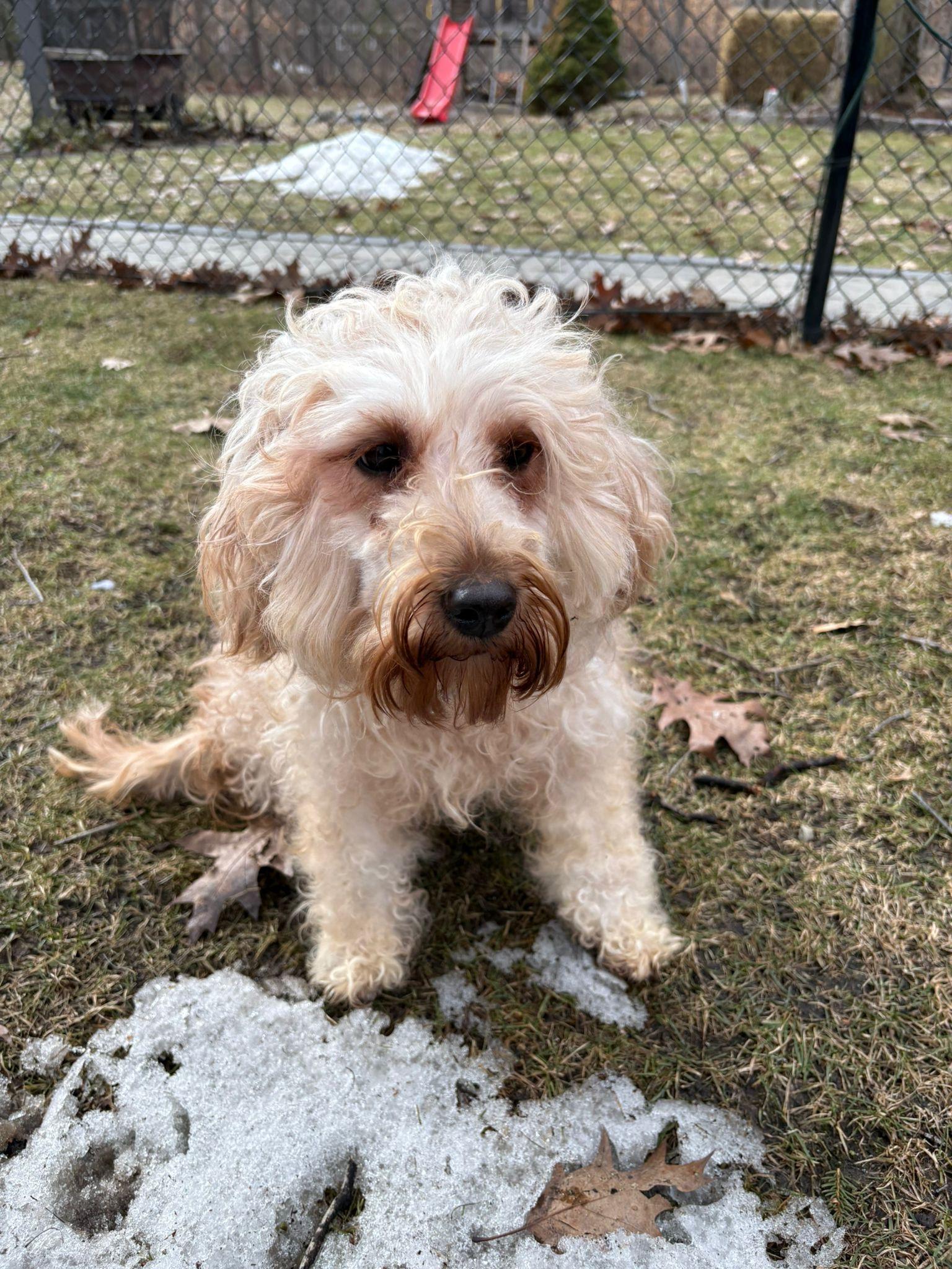 Tina , an adopted mixed breed in Oakville, ON image 5/6