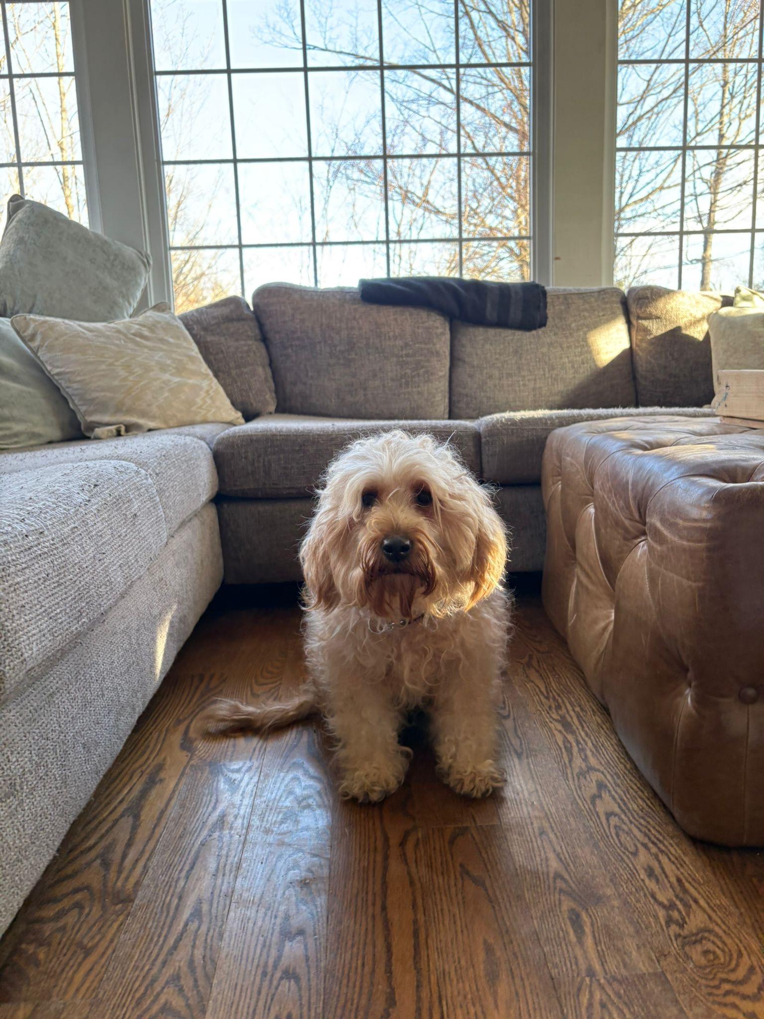 Tina , an adopted mixed breed in Oakville, ON image 2/6