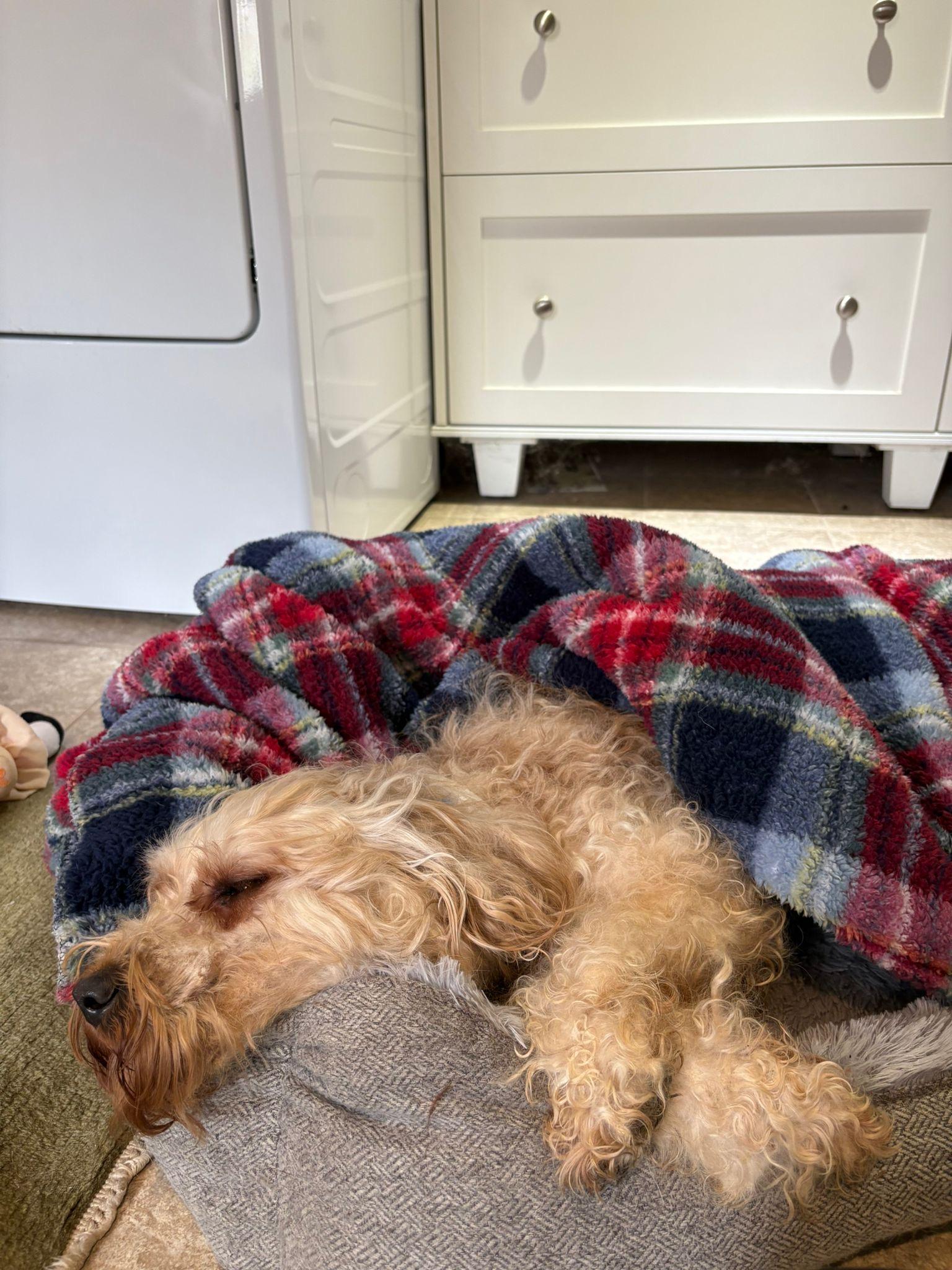 Tina , an adopted mixed breed in Oakville, ON image 3/6