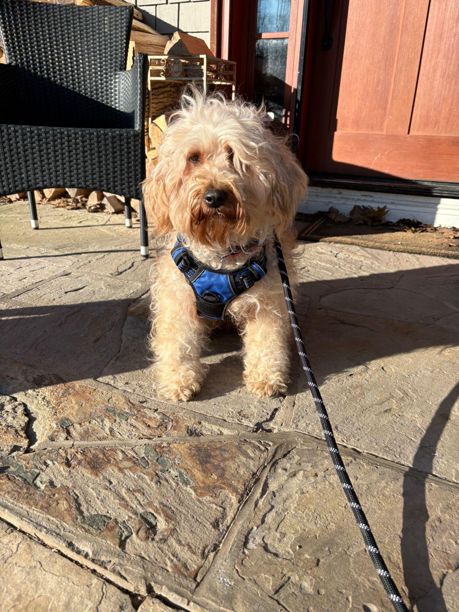 Tina , an adopted mixed breed in Oakville, ON image 6/6