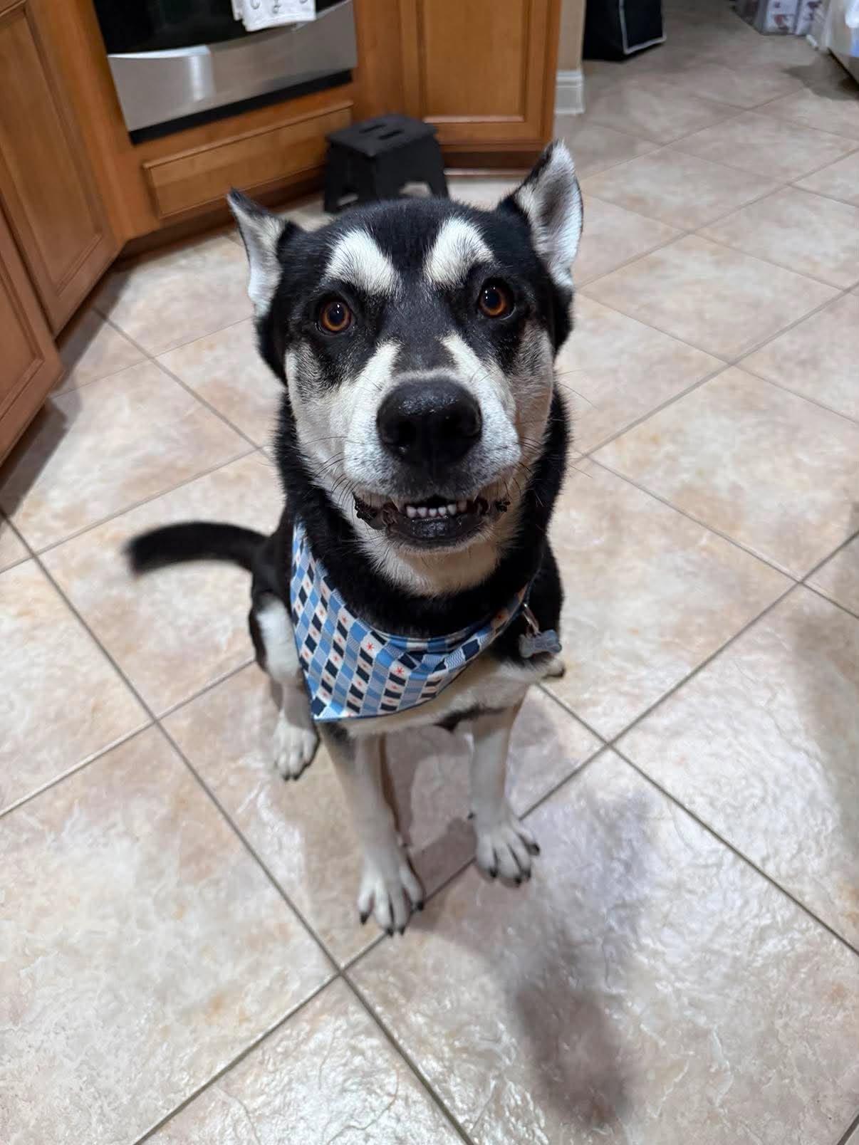 Enlarge Ace, a Adoptable mixed breed in Pierre, SD image 6/6