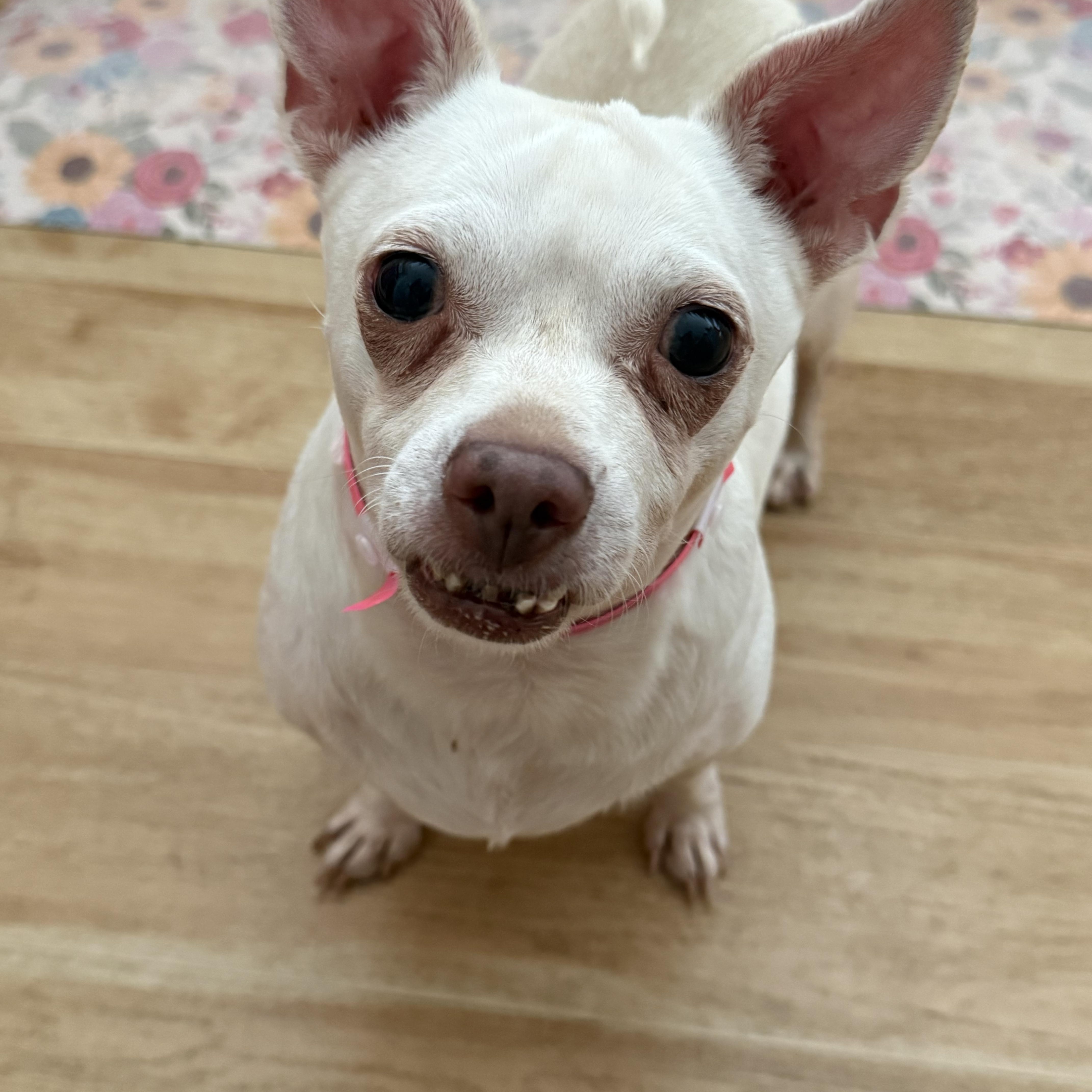 Enlarge Clementine, a Adoptable Chihuahua in Henderson, NV image 1/2