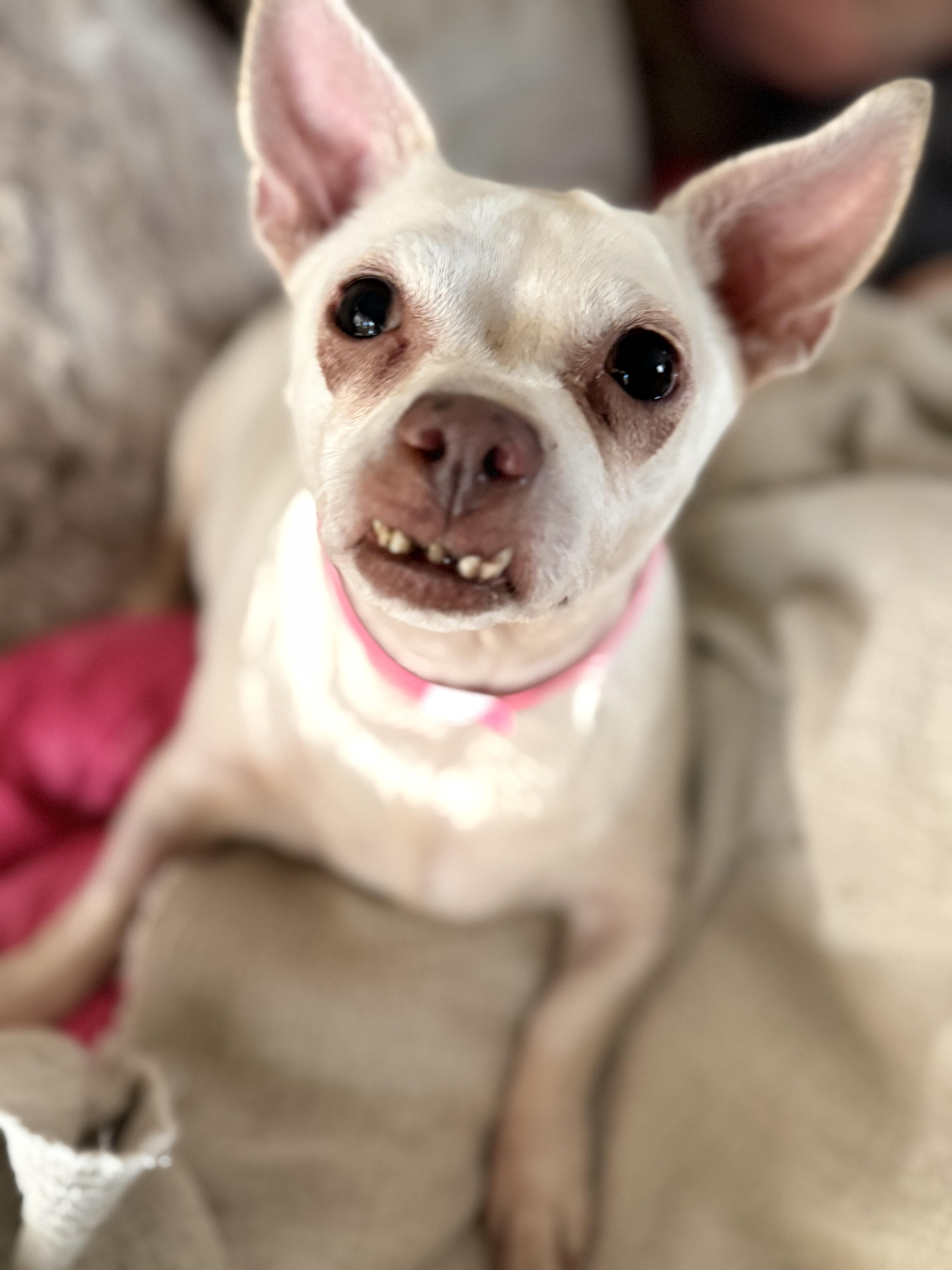 Enlarge Clementine, a Adoptable Chihuahua in Henderson, NV image 2/2
