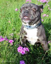 Louie, a Adopted French Bulldog in Pipe Creek, TX image 1/2