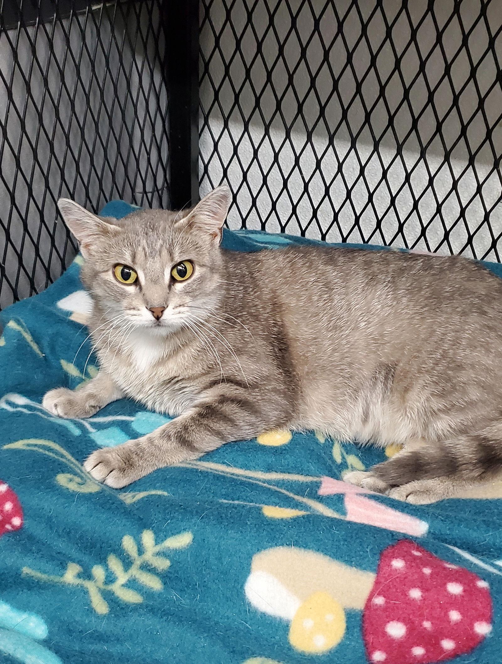 Graymalkin, a Adoptable Domestic Short Hair in Estherville, IA image 2/3