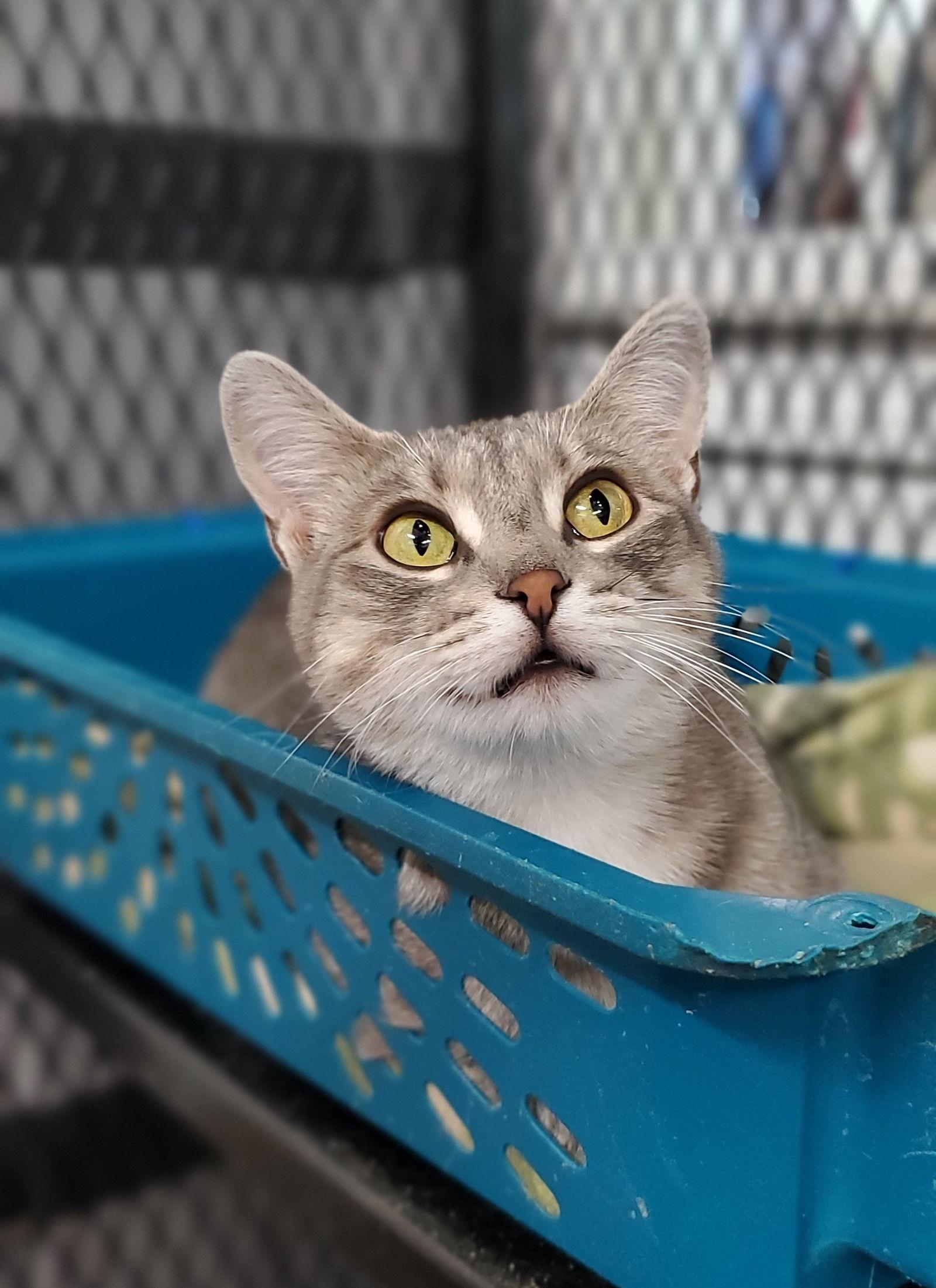 Graymalkin, a Adoptable Domestic Short Hair in Estherville, IA image 3/3