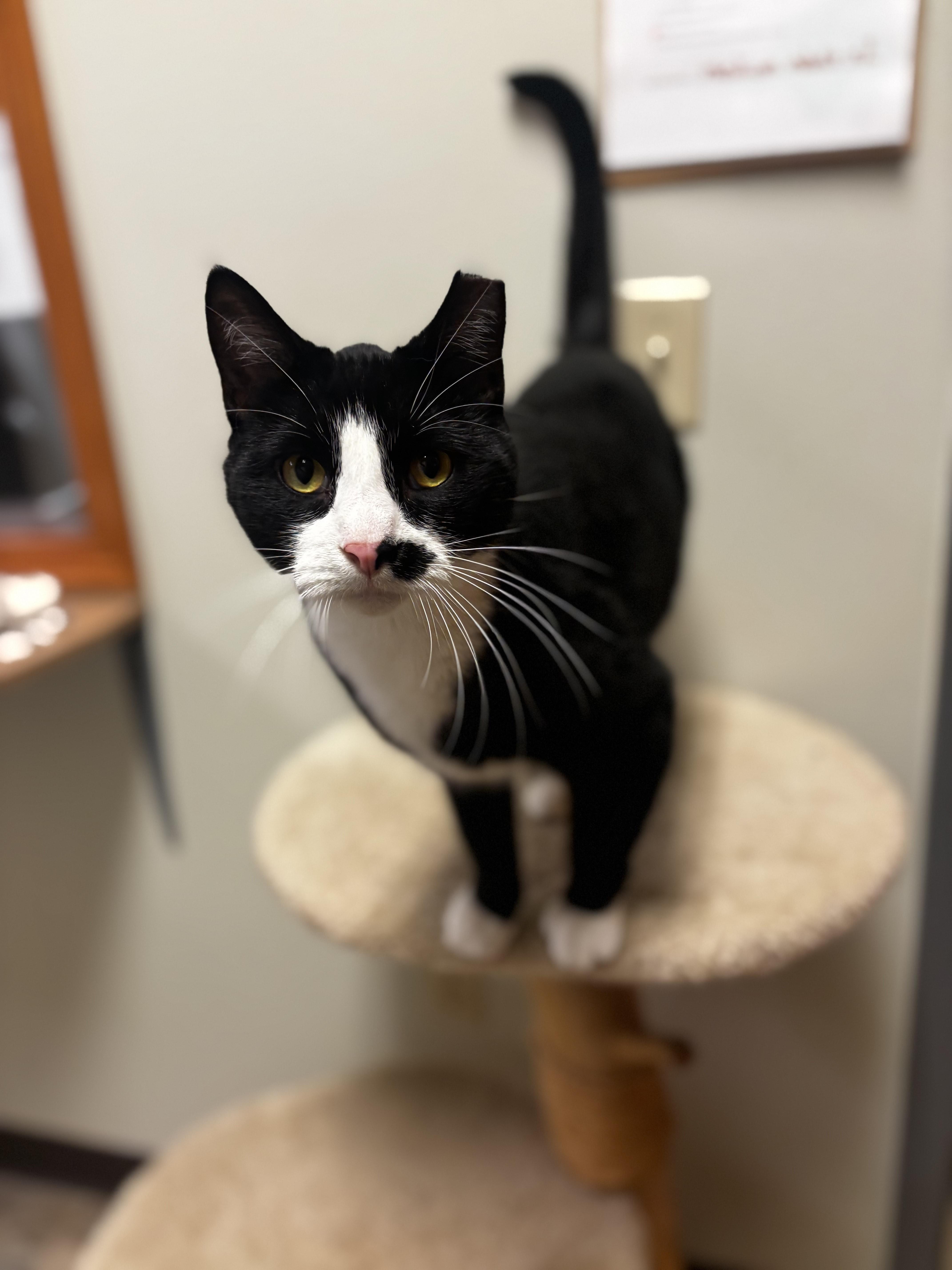 Boots, adoptable, Adult Male Domestic Short Hair.