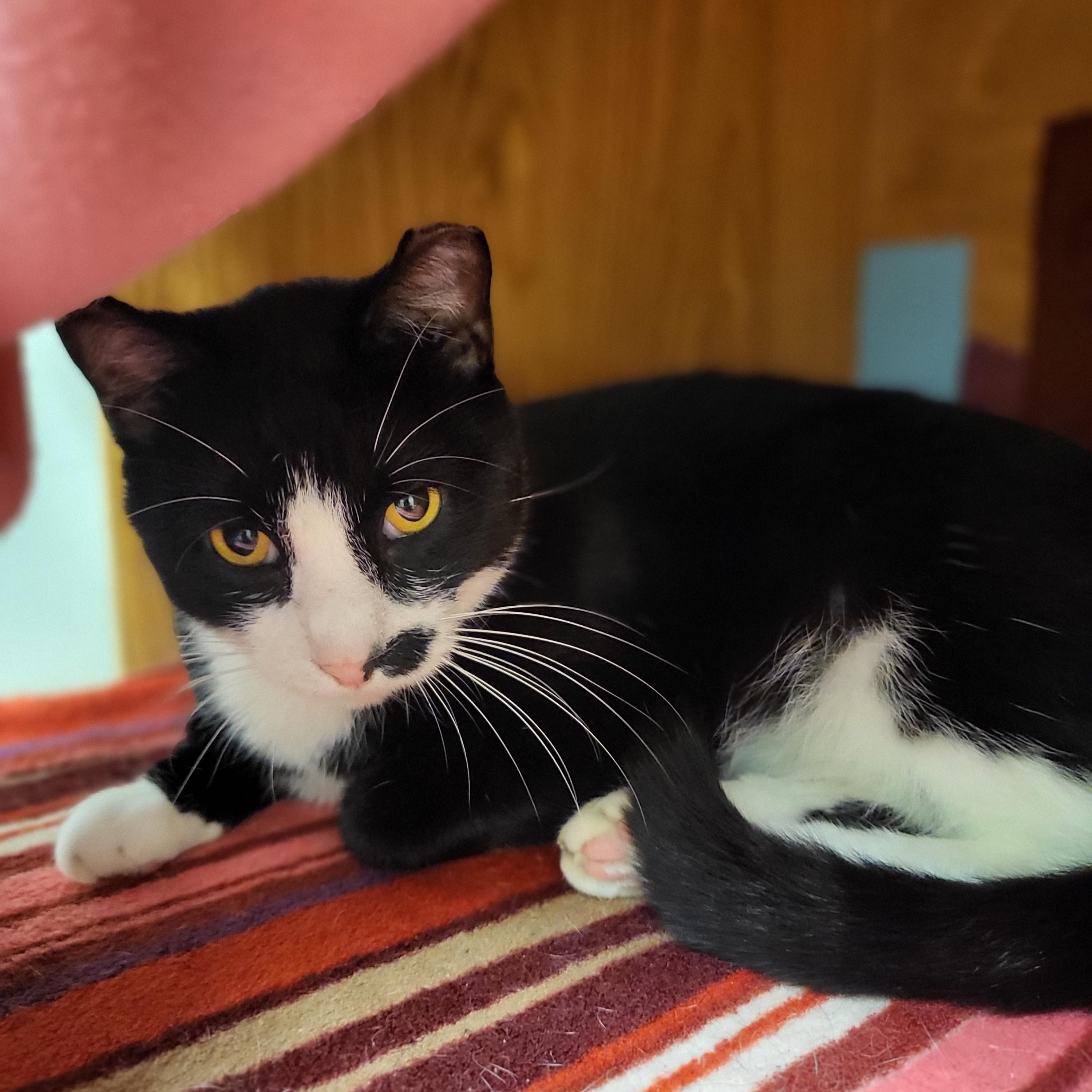 Boots, an adoptable Domestic Short Hair in Dodgeville, WI image 2/2