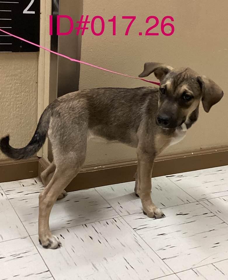 Enlarge #017.26, a ADOPTABLE mixed breed in Kerrville, TX image 1/1