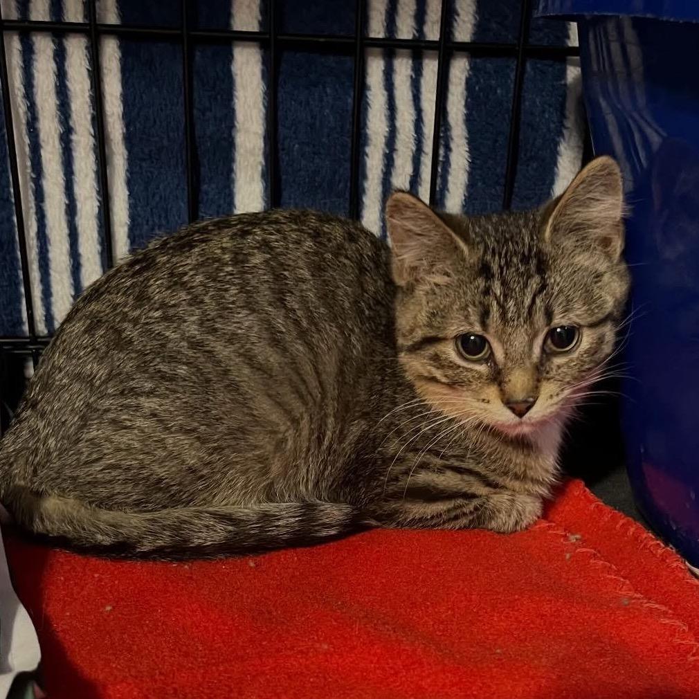 Furball, Adoptable, Kitten Female Domestic Short Hair.