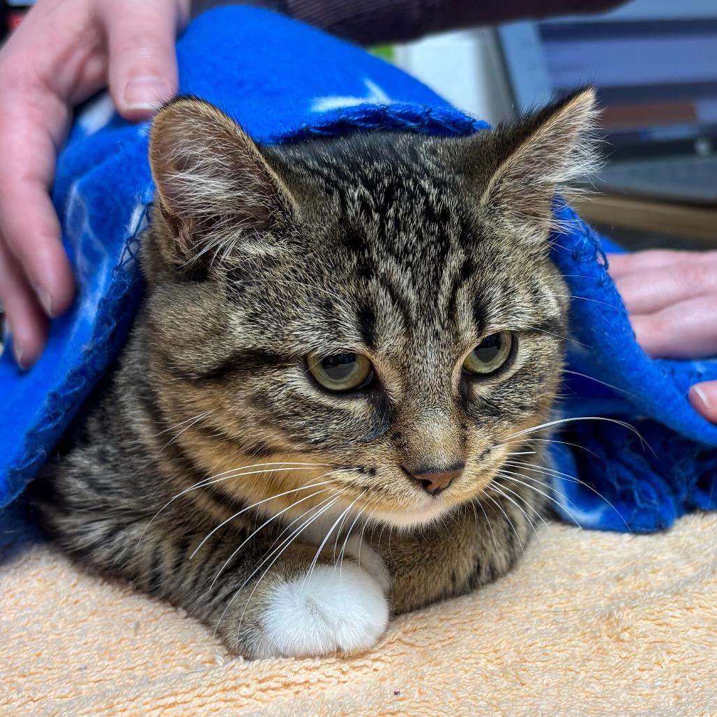 Furball, a Adoptable Domestic Short Hair in Brookfield, WI image 2/3