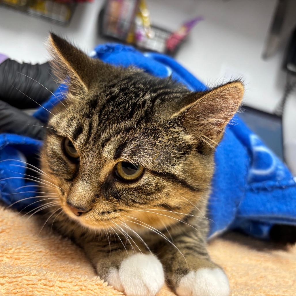 Furball, a Adoptable Domestic Short Hair in Brookfield, WI image 3/3