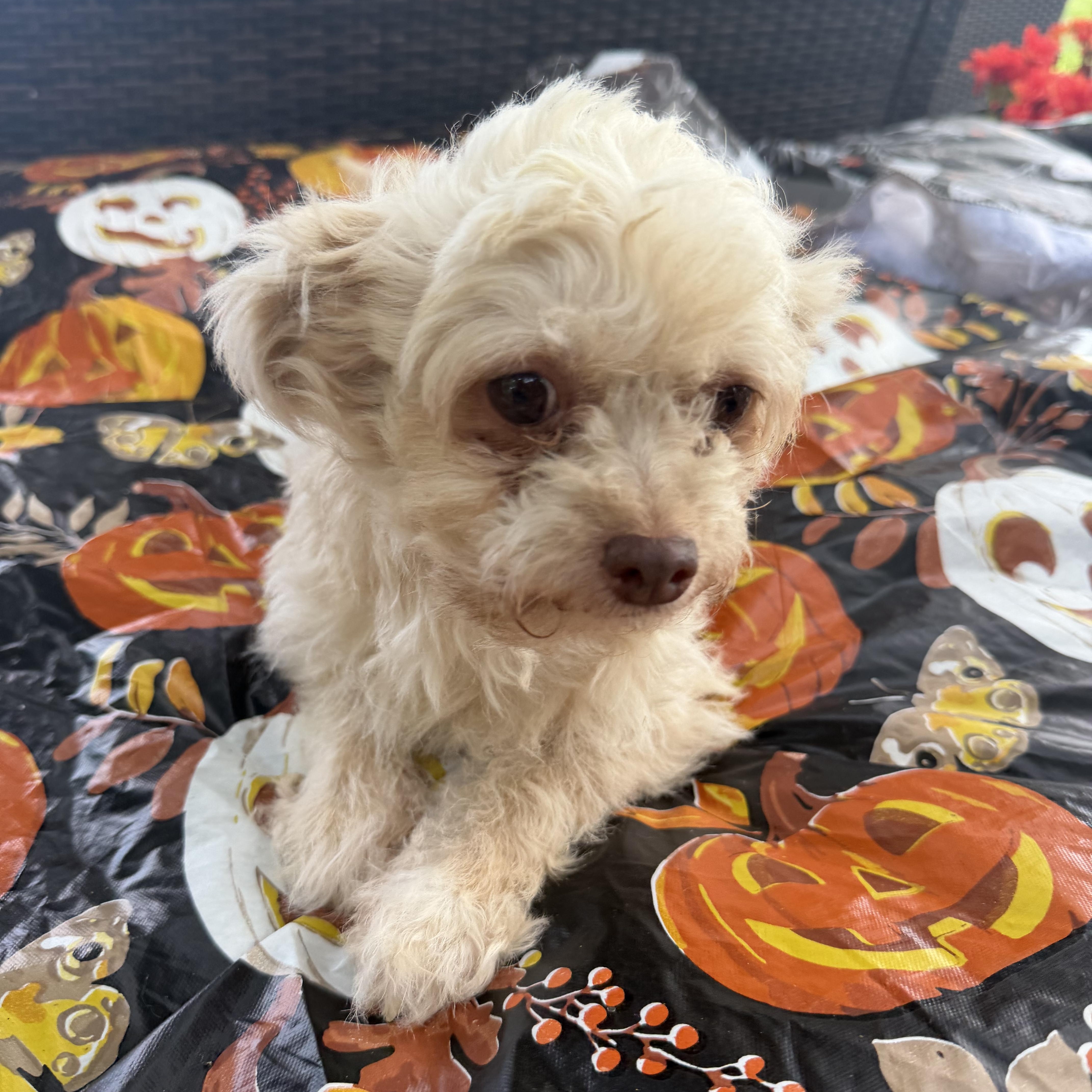 Enlarge Kelly, a Adoptable mixed breed in Westerly, RI image 2/4