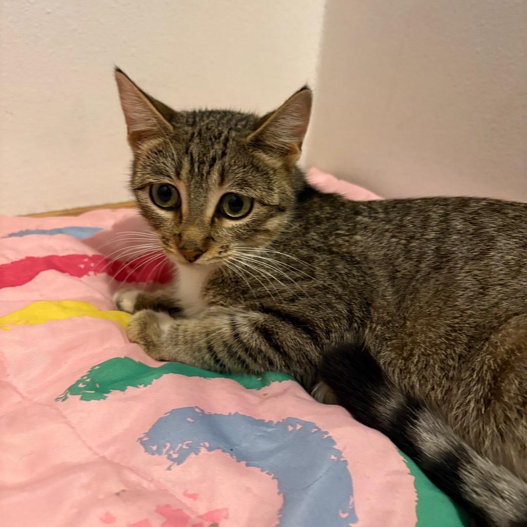 Enlarge Reba McEntire, a Adoptable Domestic Short Hair in Crookston, MN image 2/2