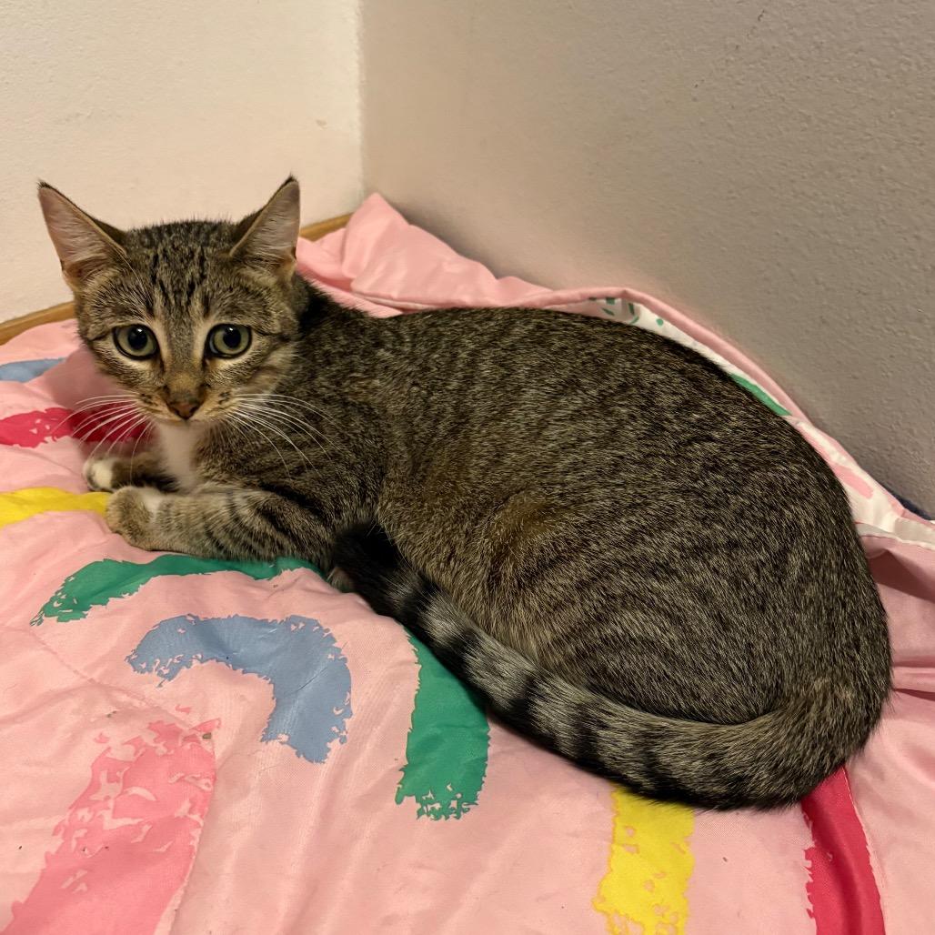 Enlarge Reba McEntire, a Adoptable Domestic Short Hair in Crookston, MN image 1/2