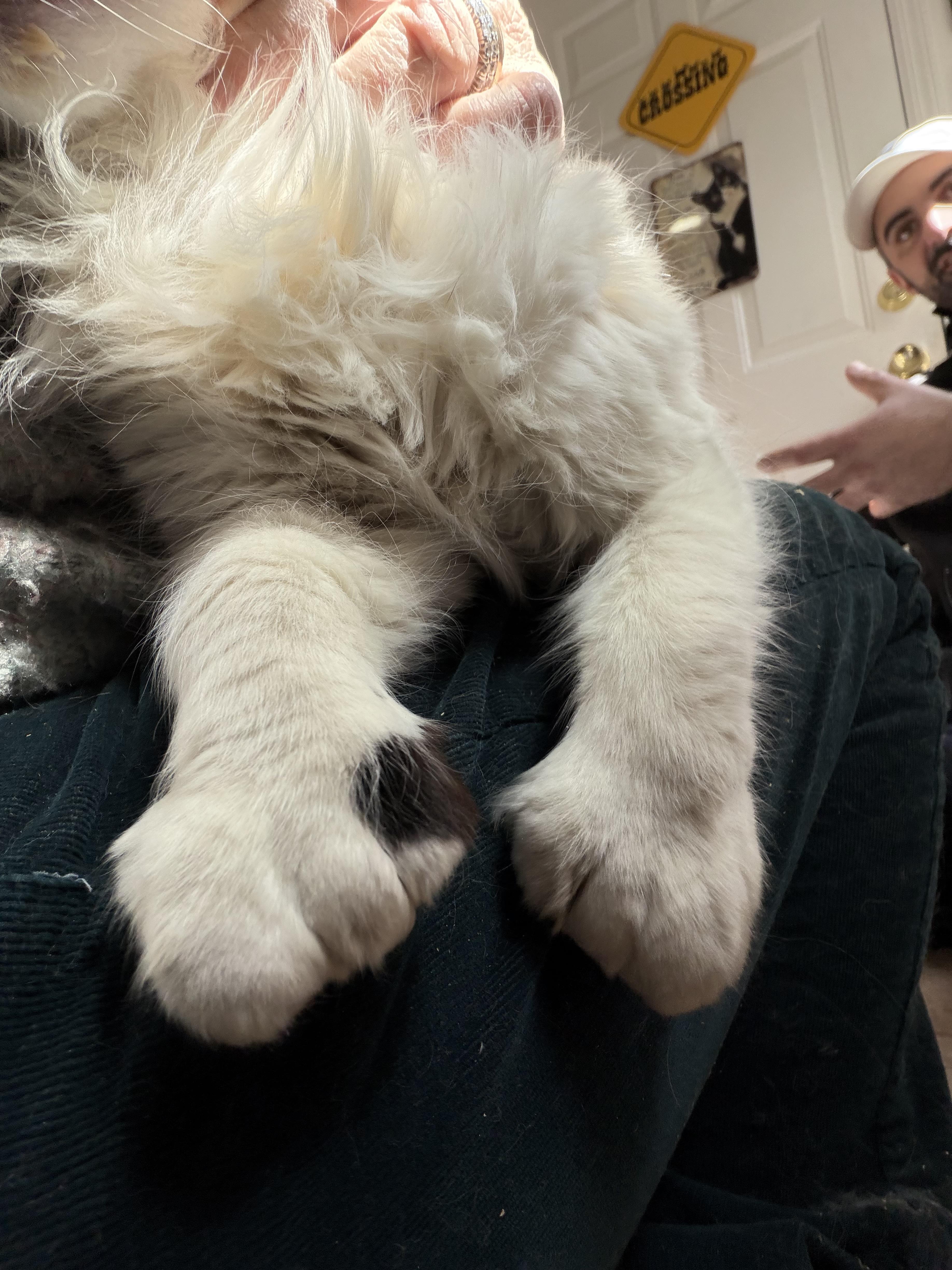 Enlarge Magnolia, an adopted mixed breed in Syosset, NY image 5/5