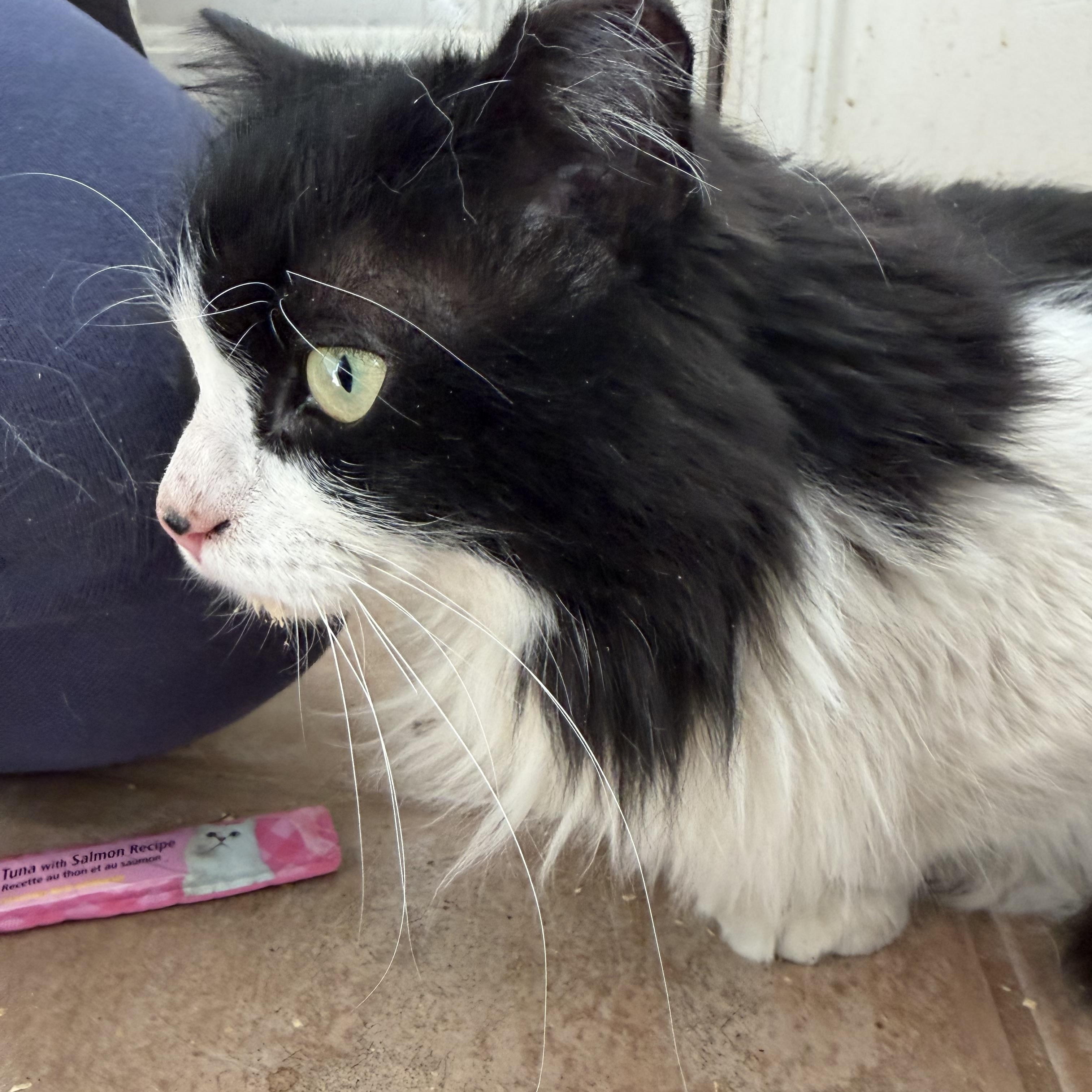 Enlarge Magnolia, an adopted mixed breed in Syosset, NY image 3/5