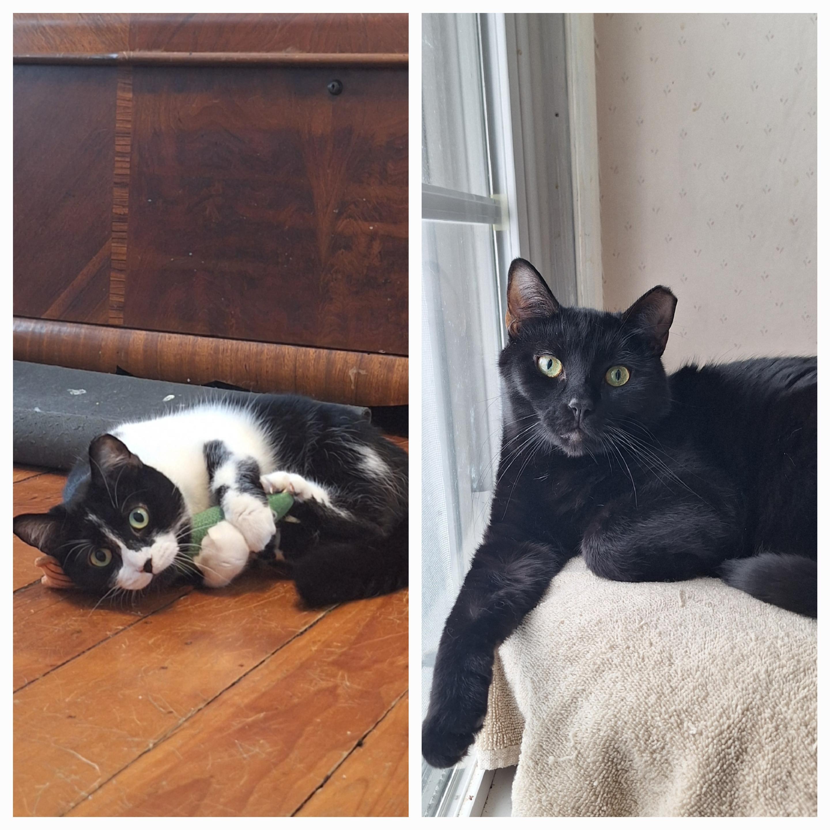 Rio+KungFoo (Bonded Pair), Adoptable, Adult Female Domestic Short Hair.
