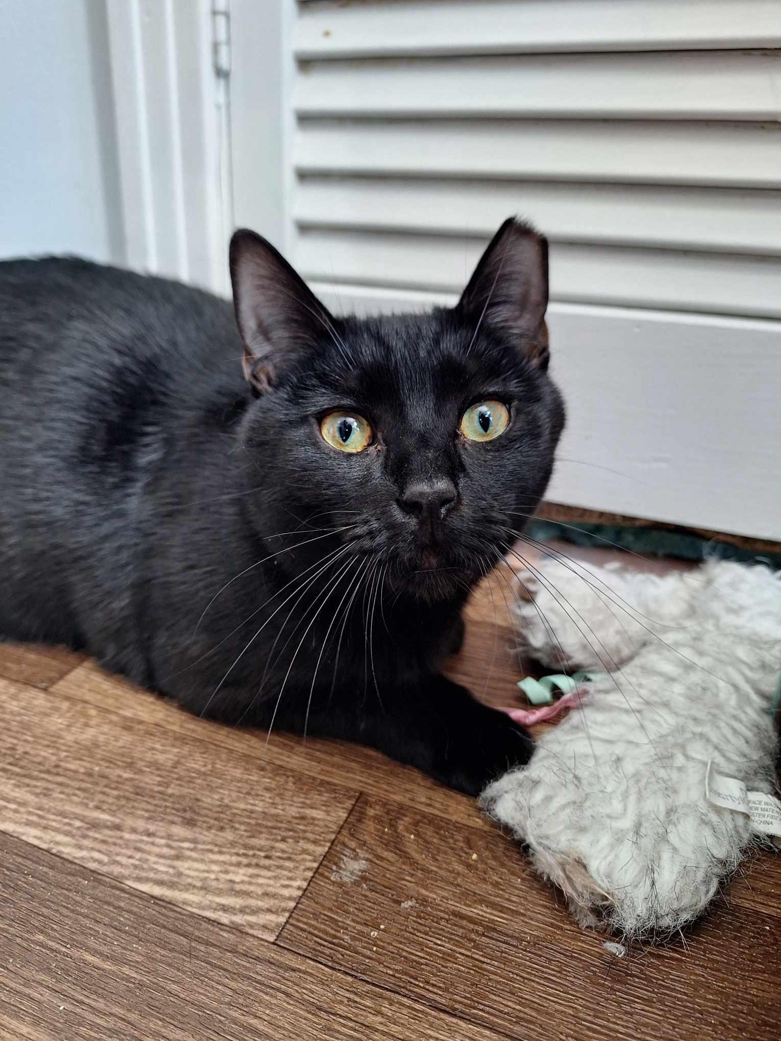 Rio+KungFoo (Bonded Pair), a Adoptable Domestic Short Hair in BUTLER, PA image 6/6