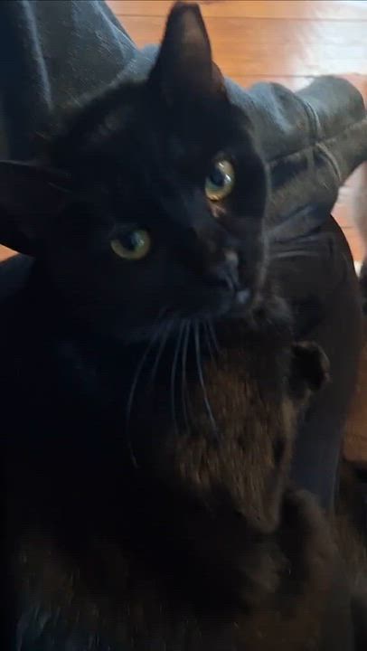 Enlarge Rio+KungFoo (Bonded Pair), a Adoptable Domestic Short Hair in BUTLER, PA video 4/6