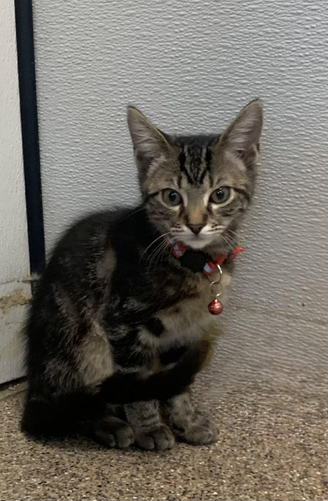 Damian, Adoptable, Kitten Male Domestic Short Hair.