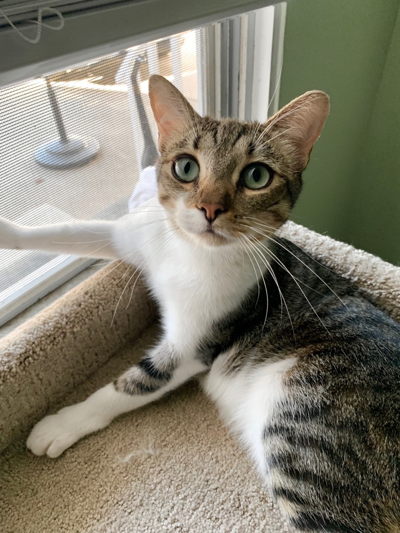 Rizzo (Beautiful, Talkative, Tripod), Adopted, Adult Female Domestic Short Hair & Tabby.