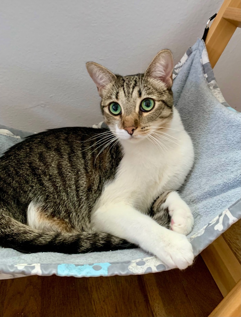 Rizzo (Beautiful, Talkative, Tripod), a Adopted mixed breed in Los Alamitos, CA image 2/10